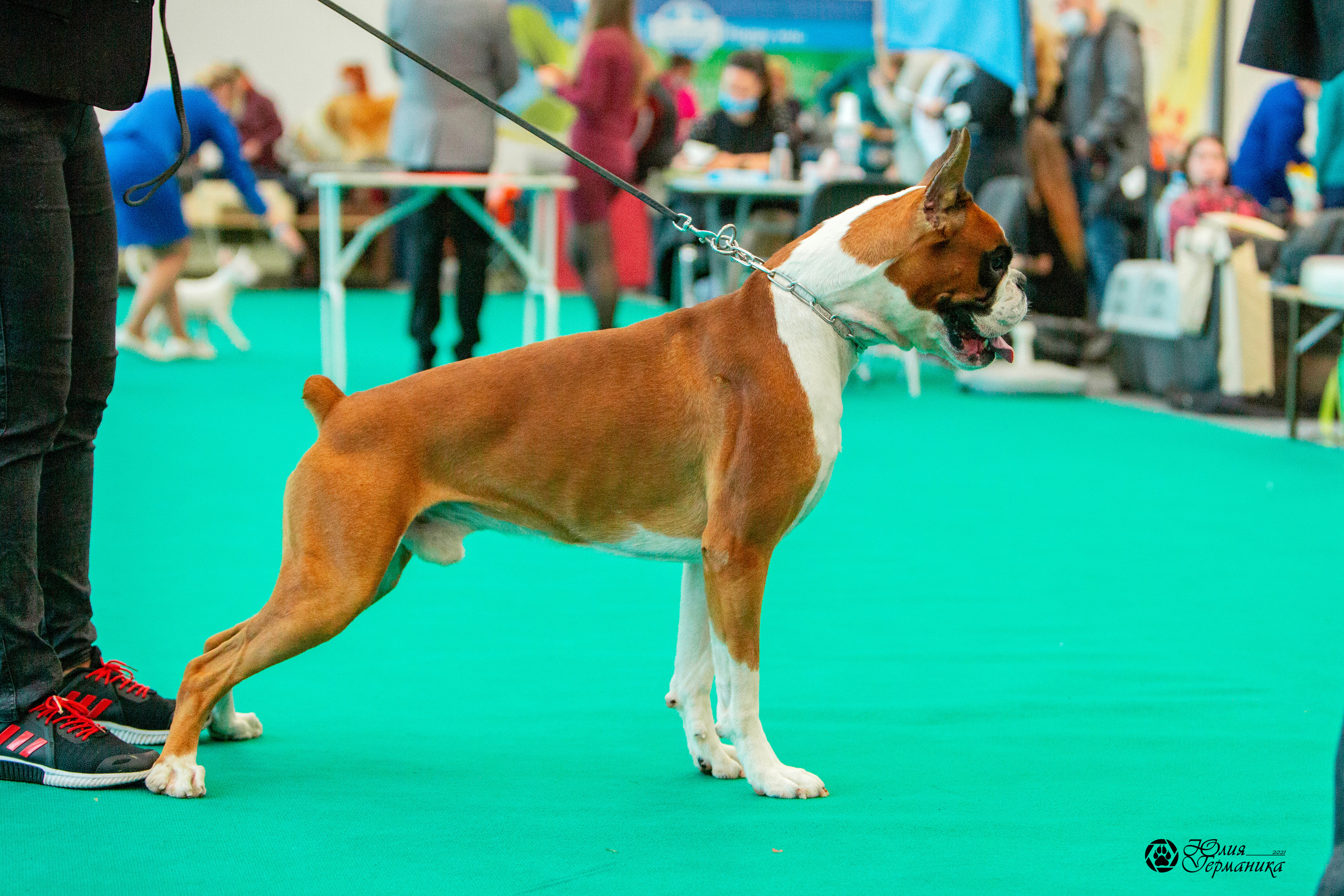 Нижний Новгород 3хCACIB 15-17 октября 2021. Фотограф-анималист Юлия Германика