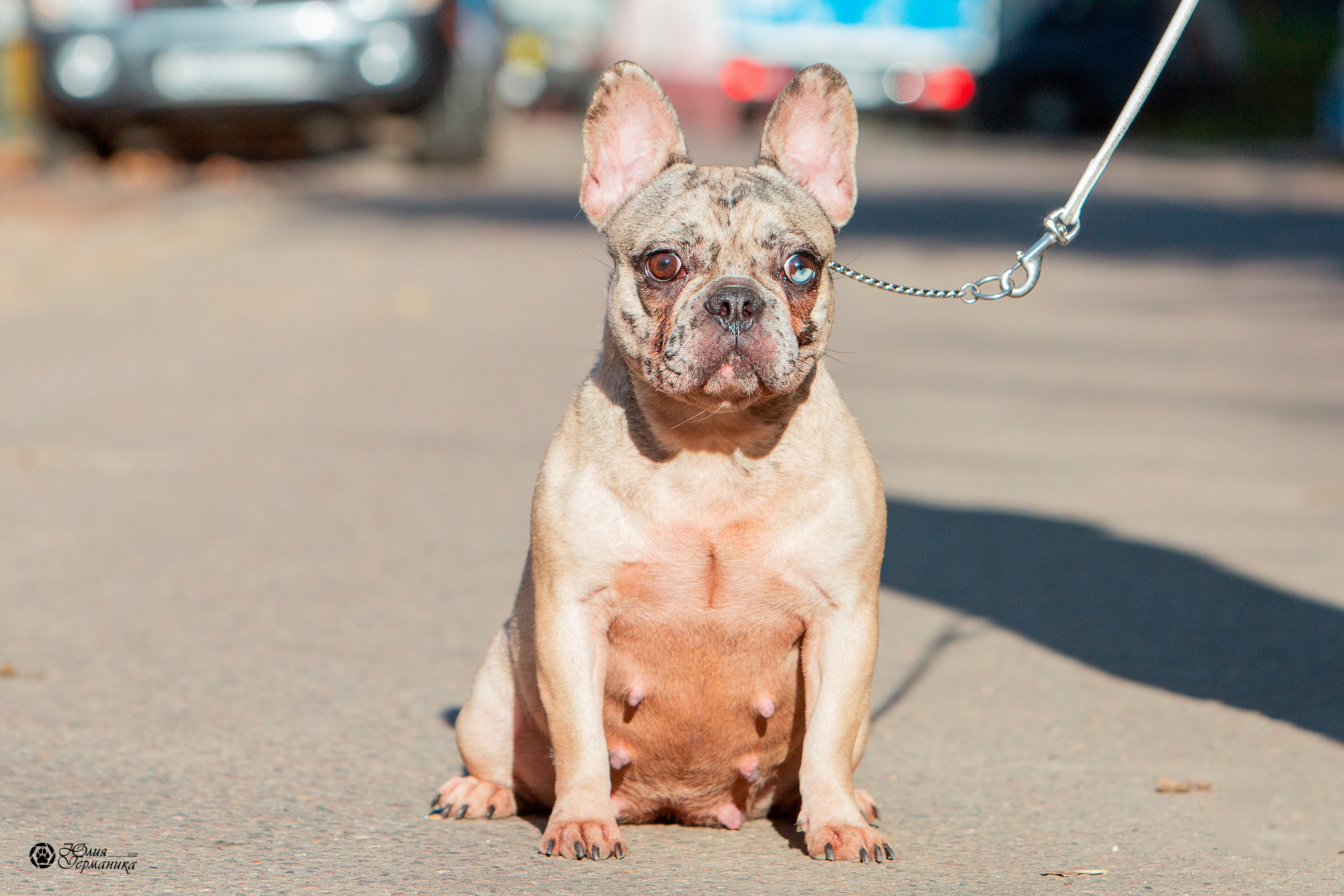 Свободная съемка. Фотограф-анималист Юлия Германика