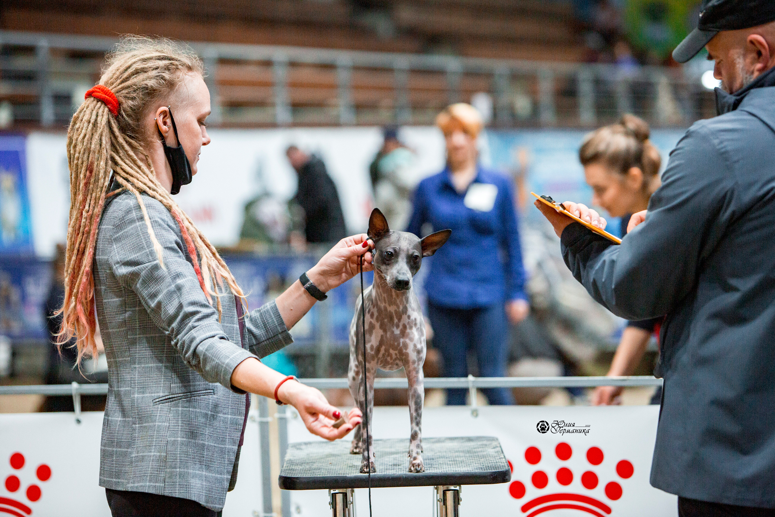 Минск 2хCACIB 27-28 ноября 2021. Фотограф-анималист Юлия Германика