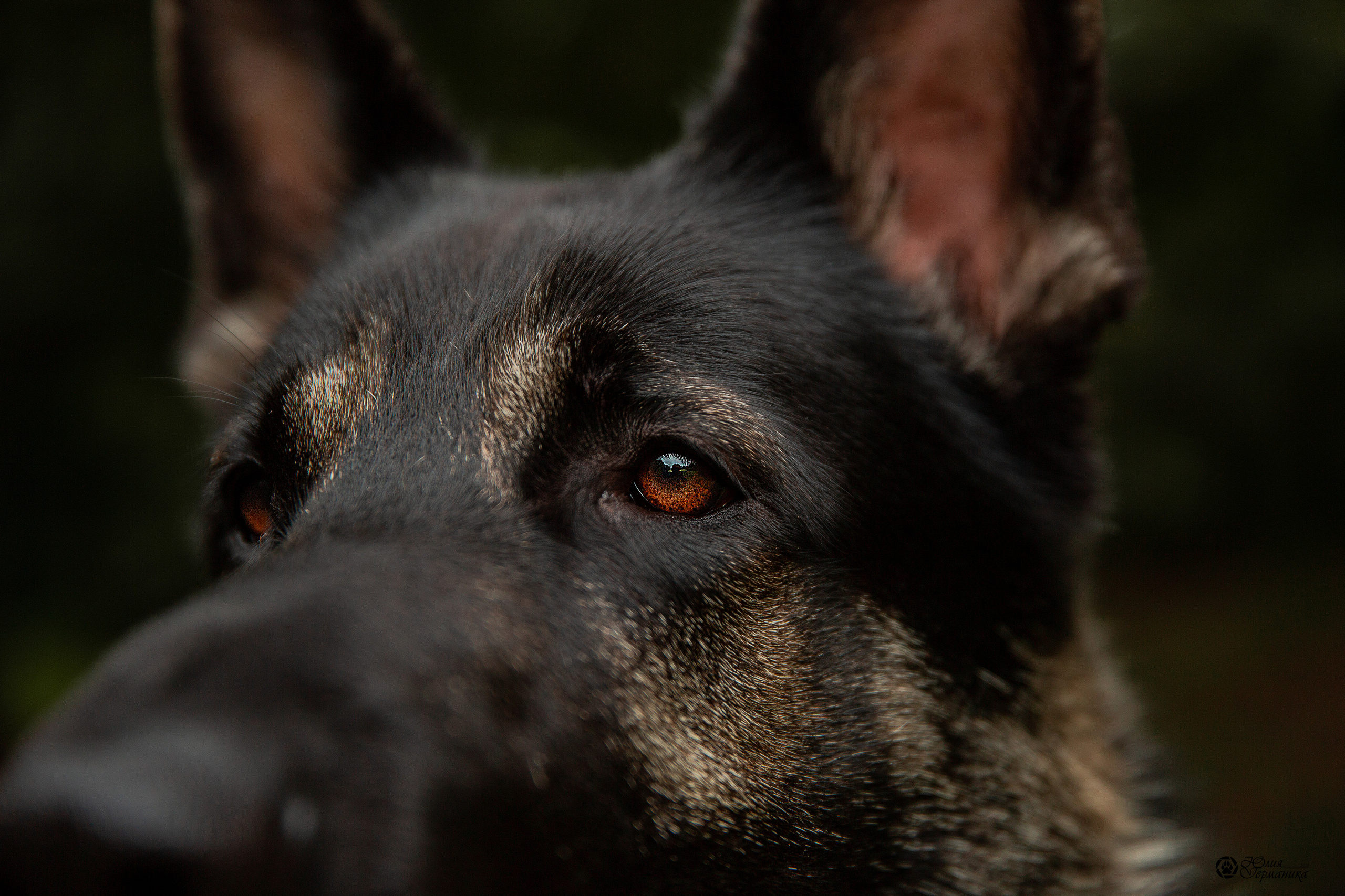 Сокольники CAC 22 августа 2021. Фотограф-анималист Юлия Германика