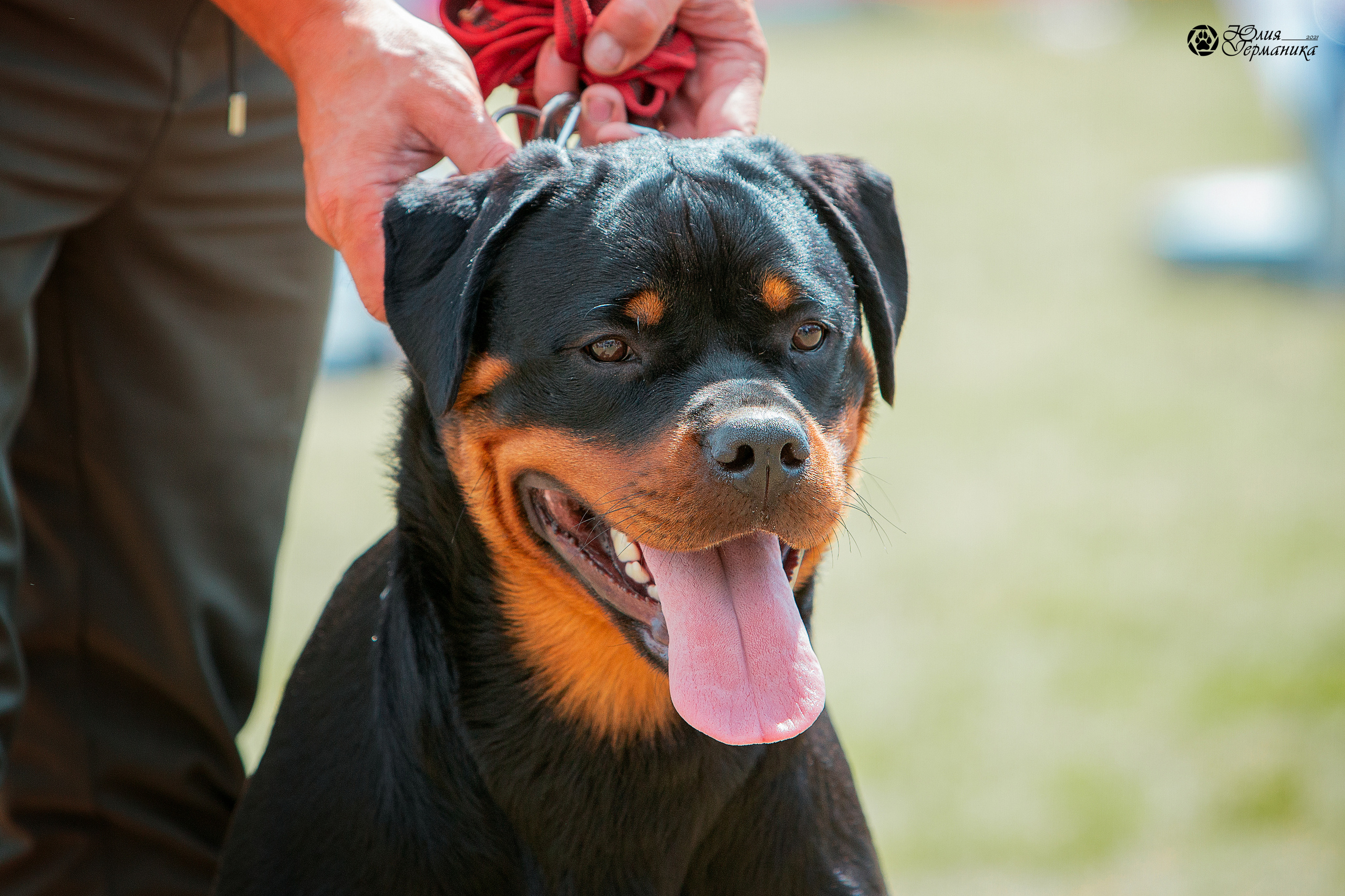 Тверь моно ротвейлеров 3-4 июля 2021. Фотограф-анималист Юлия Германика