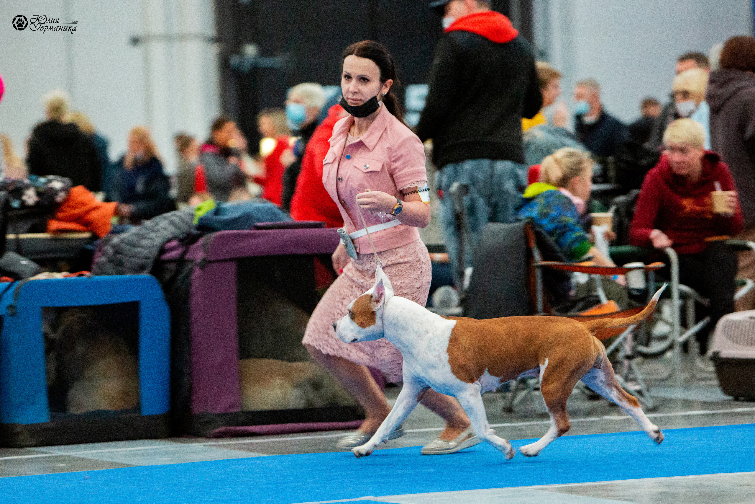 Питер 4 CACIB 22-25 октября 2021. Фотограф-анималист Юлия Германика