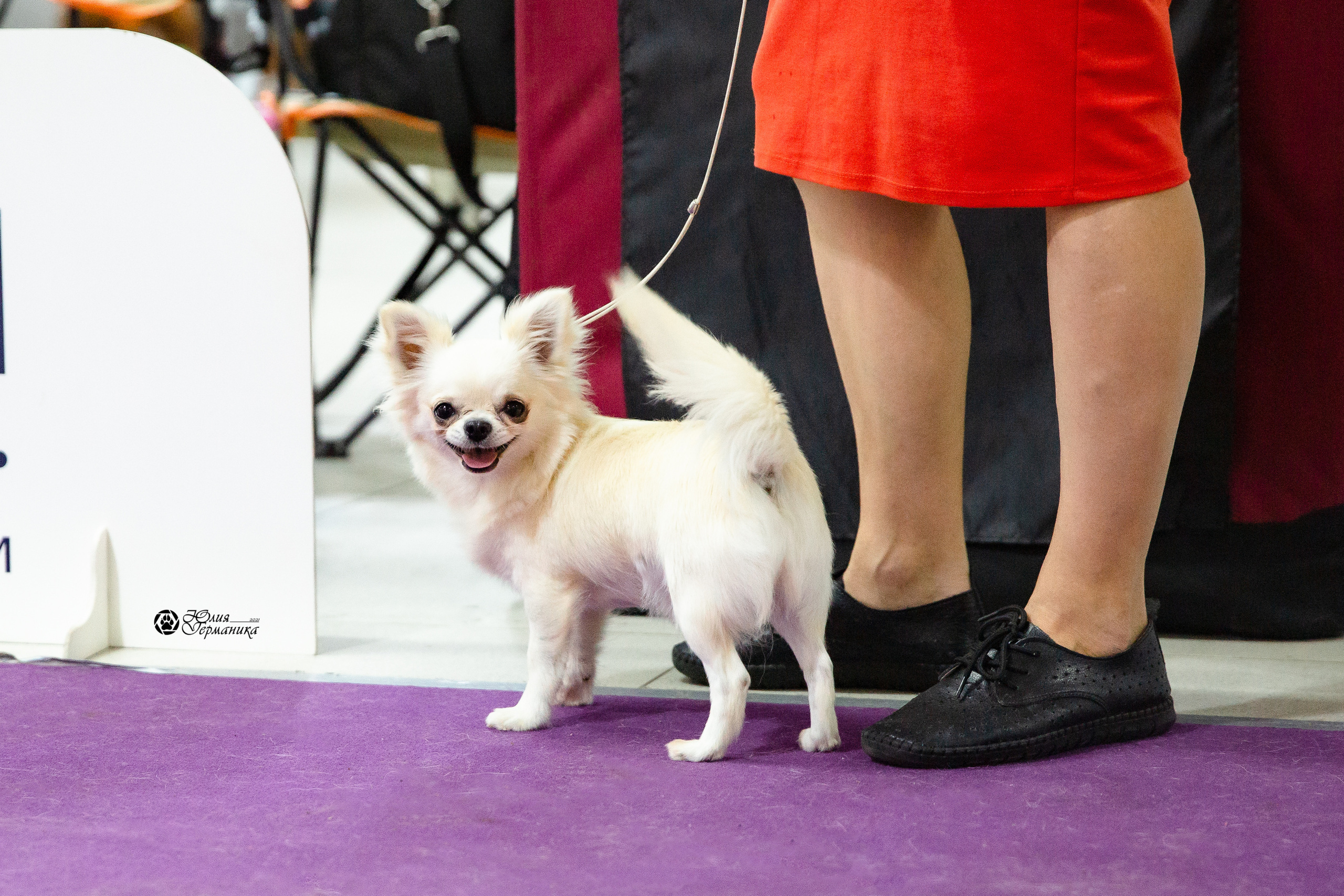 Чайна-Таун 2021. Фотограф-анималист Юлия Германика