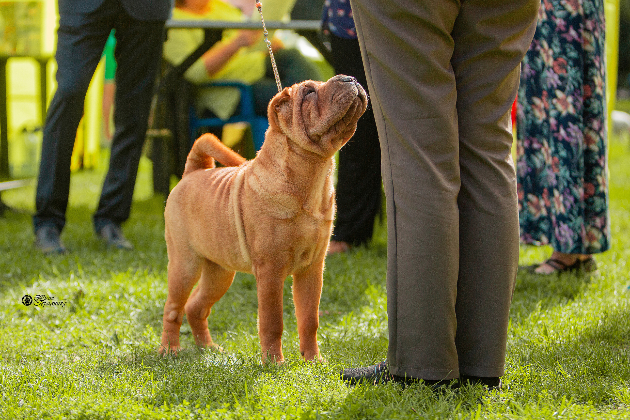 Сокольники CAC 22 августа 2021. Фотограф-анималист Юлия Германика
