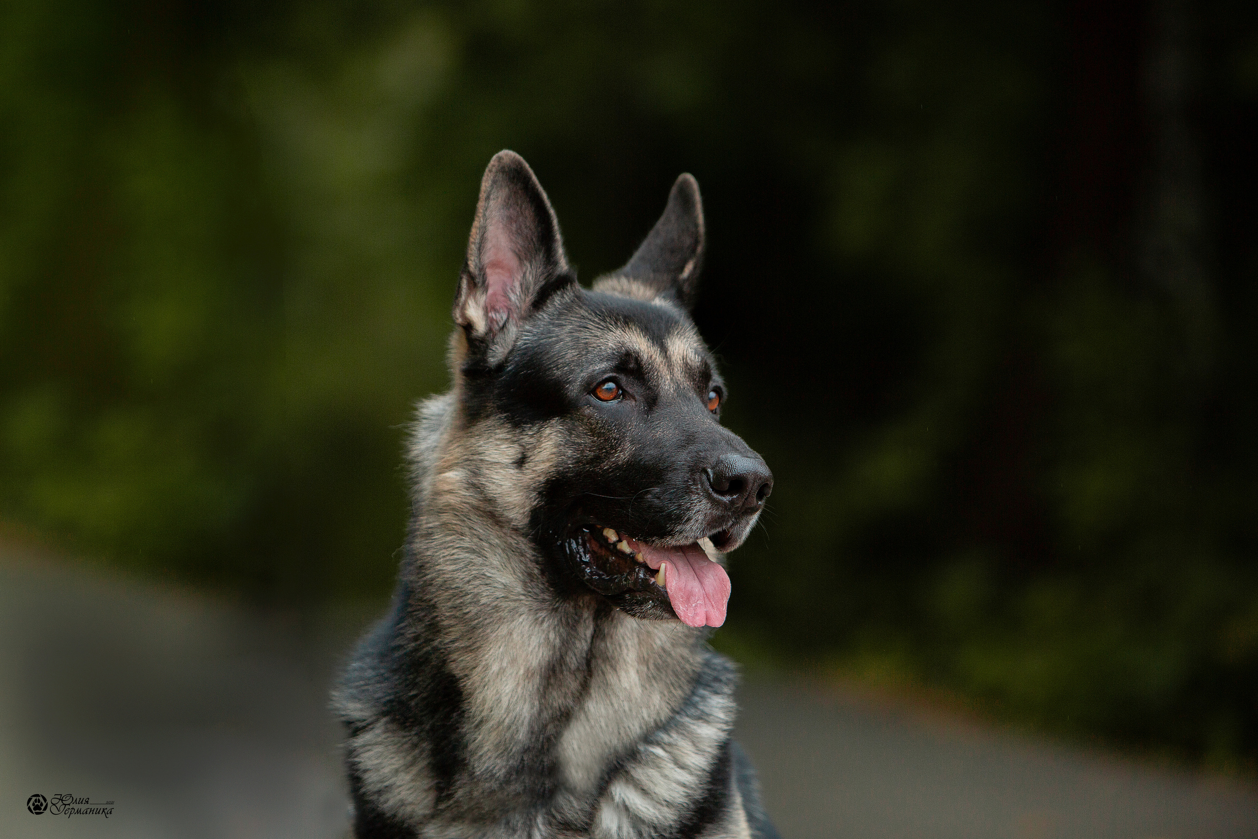 Свободная съемка. Фотограф-анималист Юлия Германика