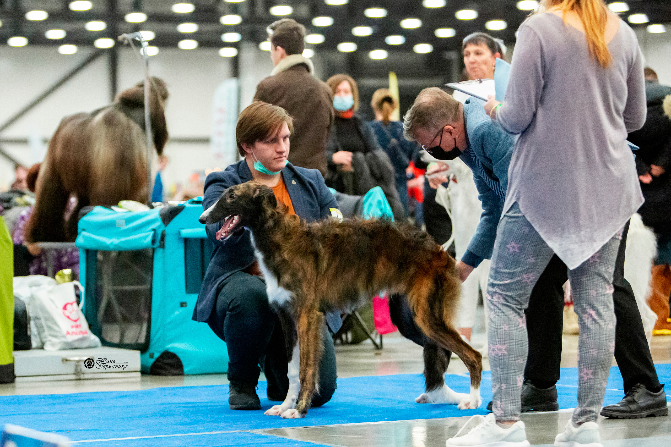 Санкт-Петербург 3хCACIB 10-12 декабря 2021. Фотограф-анималист Юлия Германика