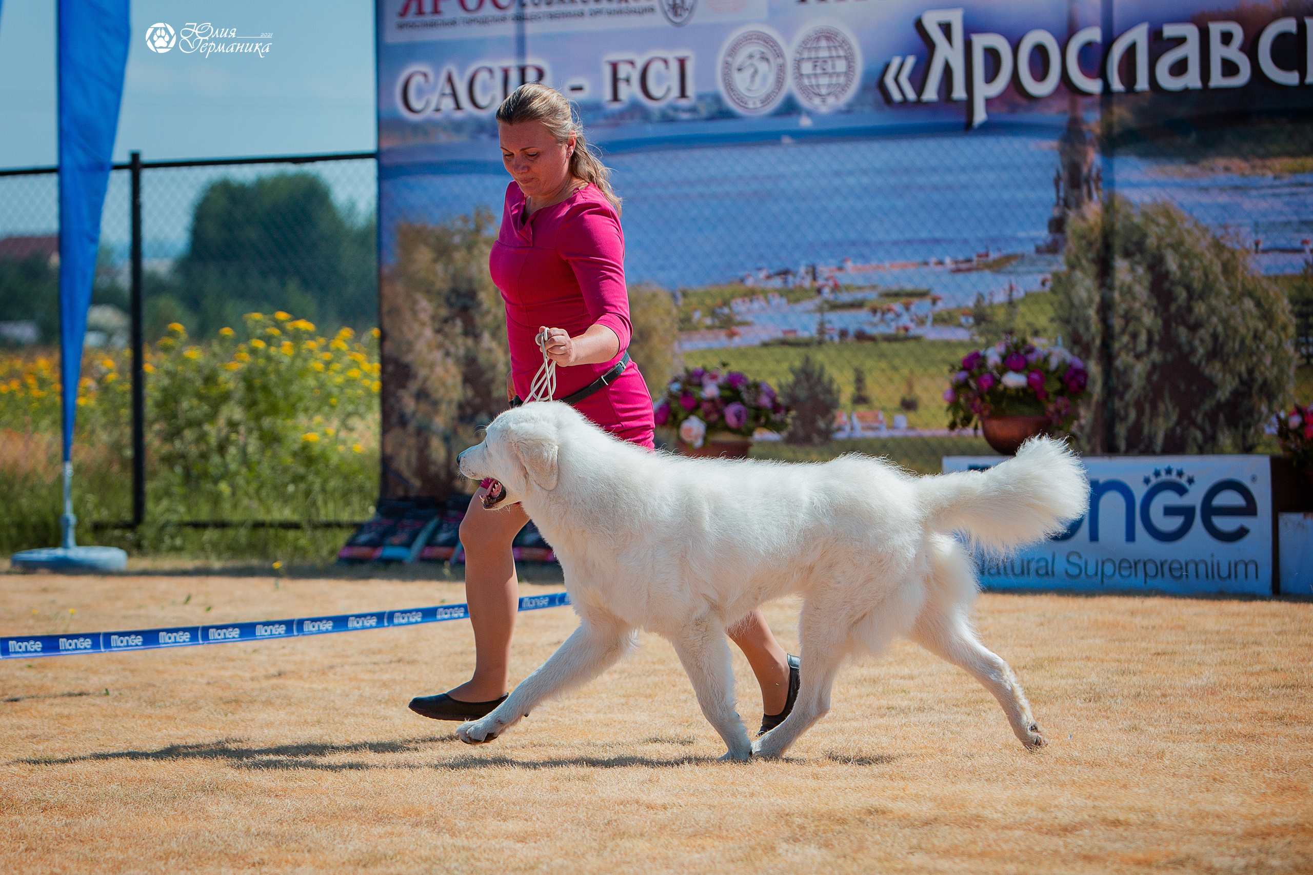 Ярославль CACIB 18 июля 2021. Фотограф-анималист Юлия Германика