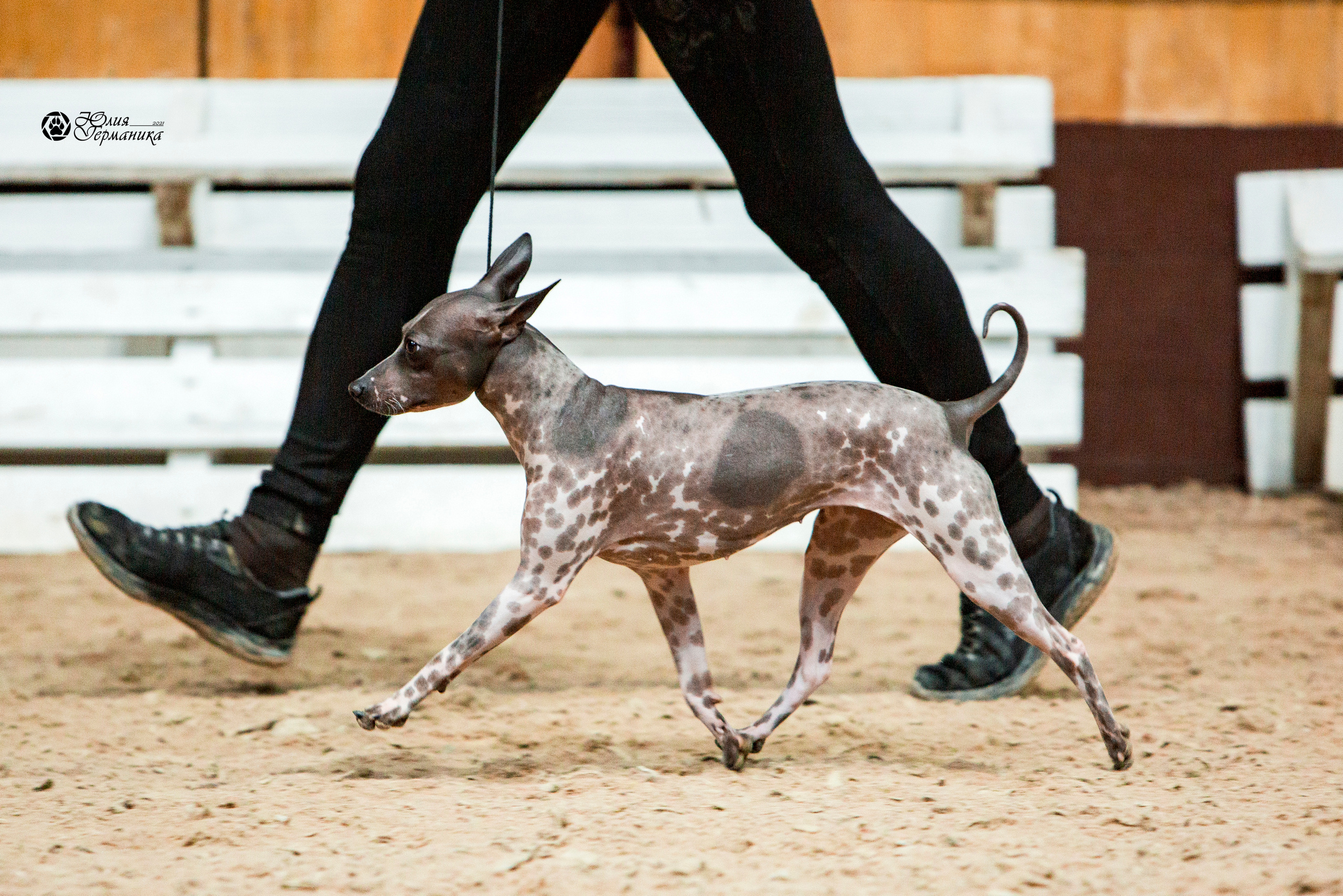 Минск 2хCACIB 27-28 ноября 2021. Фотограф-анималист Юлия Германика