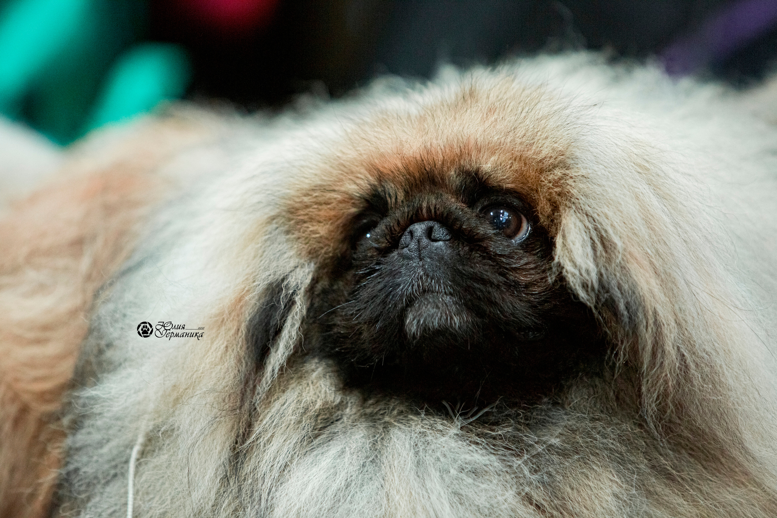 Минск 2хCACIB 27-28 ноября 2021. Фотограф-анималист Юлия Германика