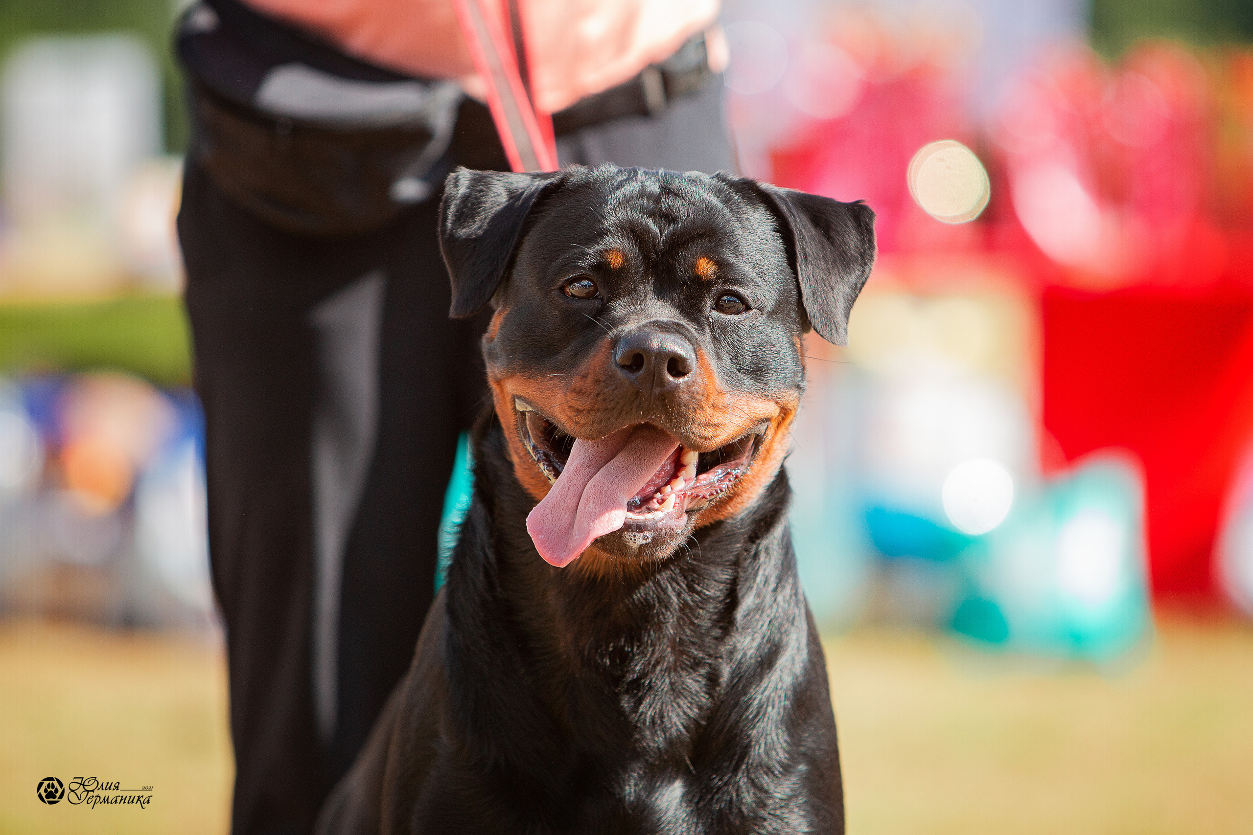 Тверь моно ротвейлеров 3-4 июля 2021. Фотограф-анималист Юлия Германика