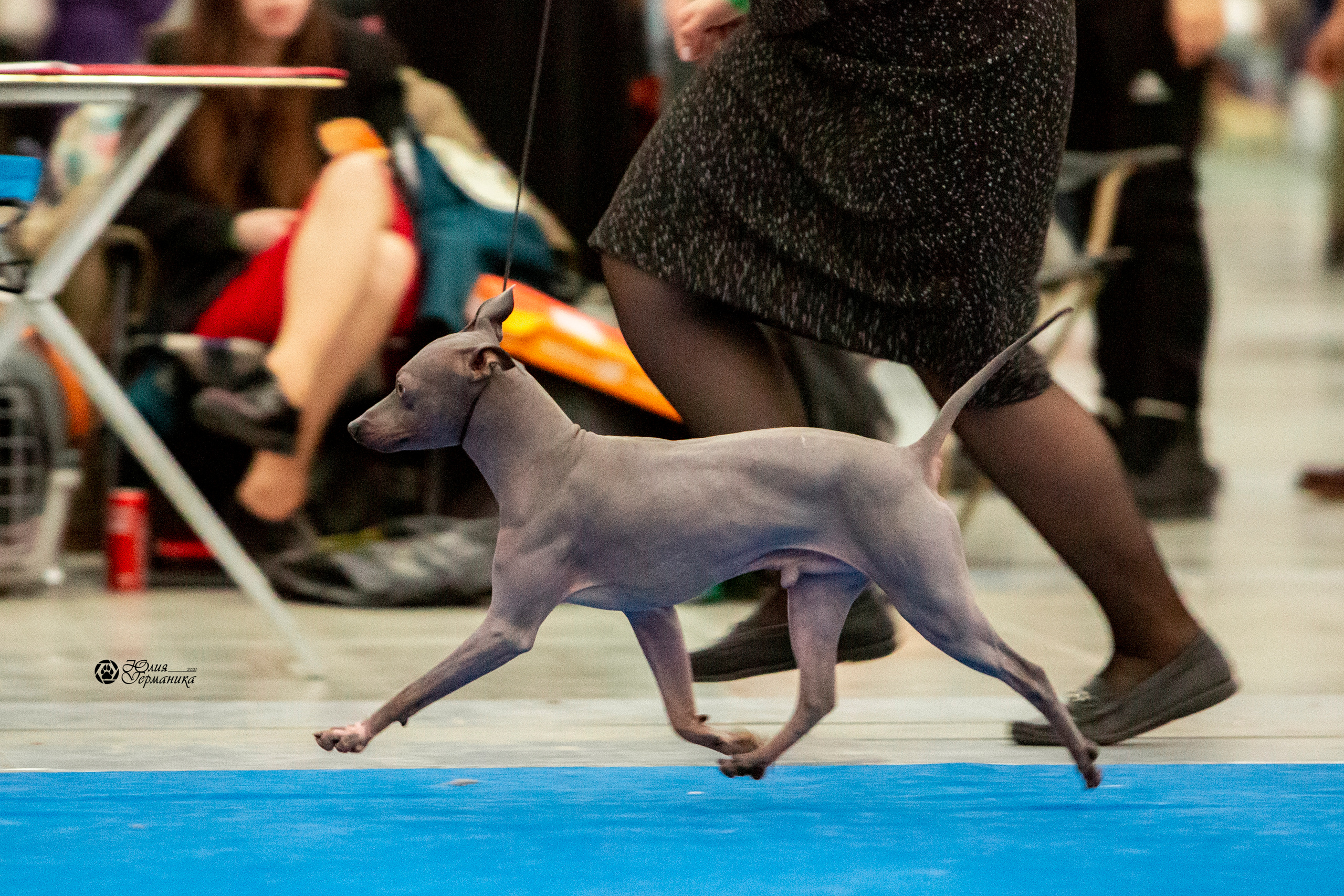 Санкт-Петербург 3хCACIB 10-12 декабря 2021. Фотограф-анималист Юлия Германика