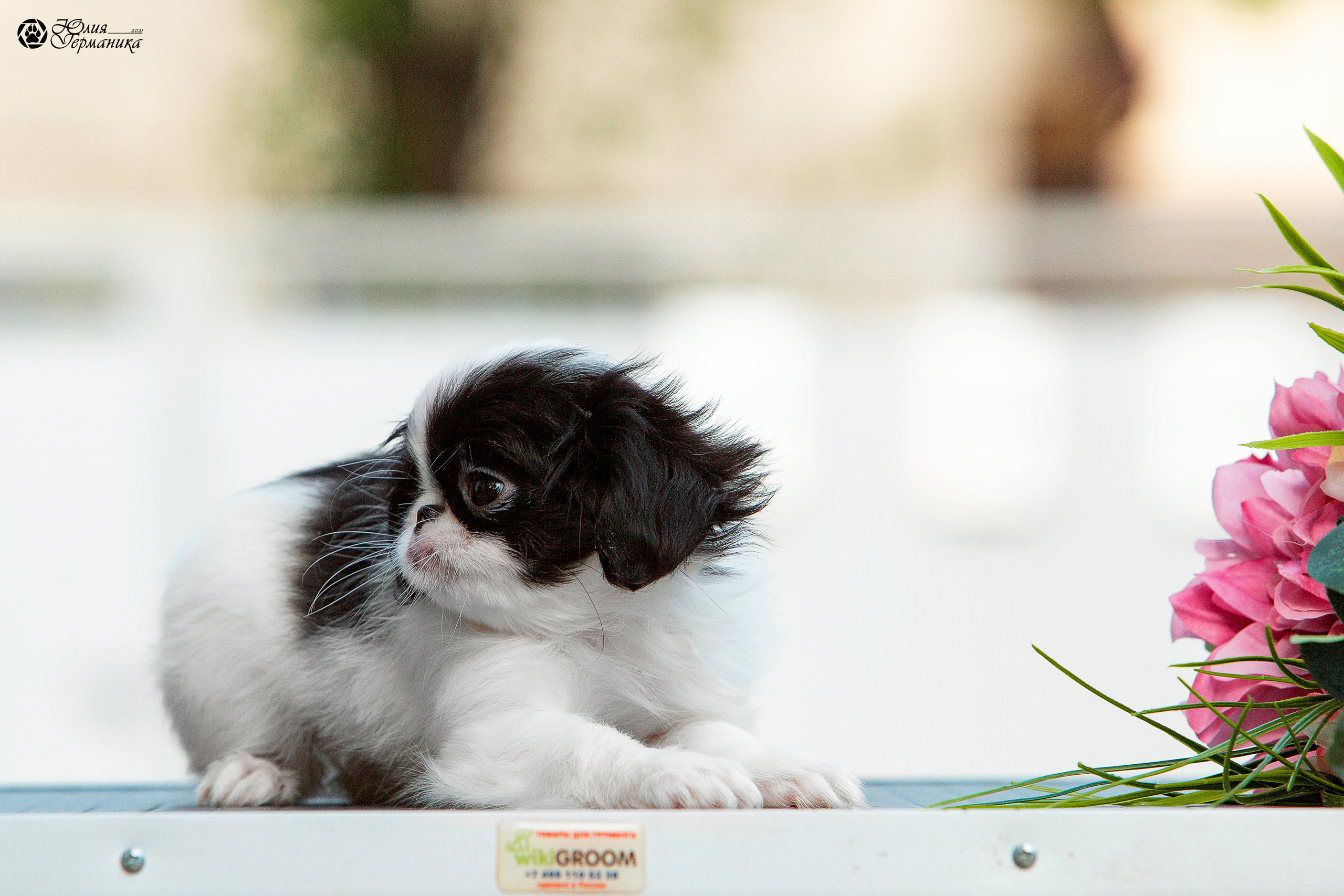 Съёмки щенков и котят. Фотограф-анималист Юлия Германика