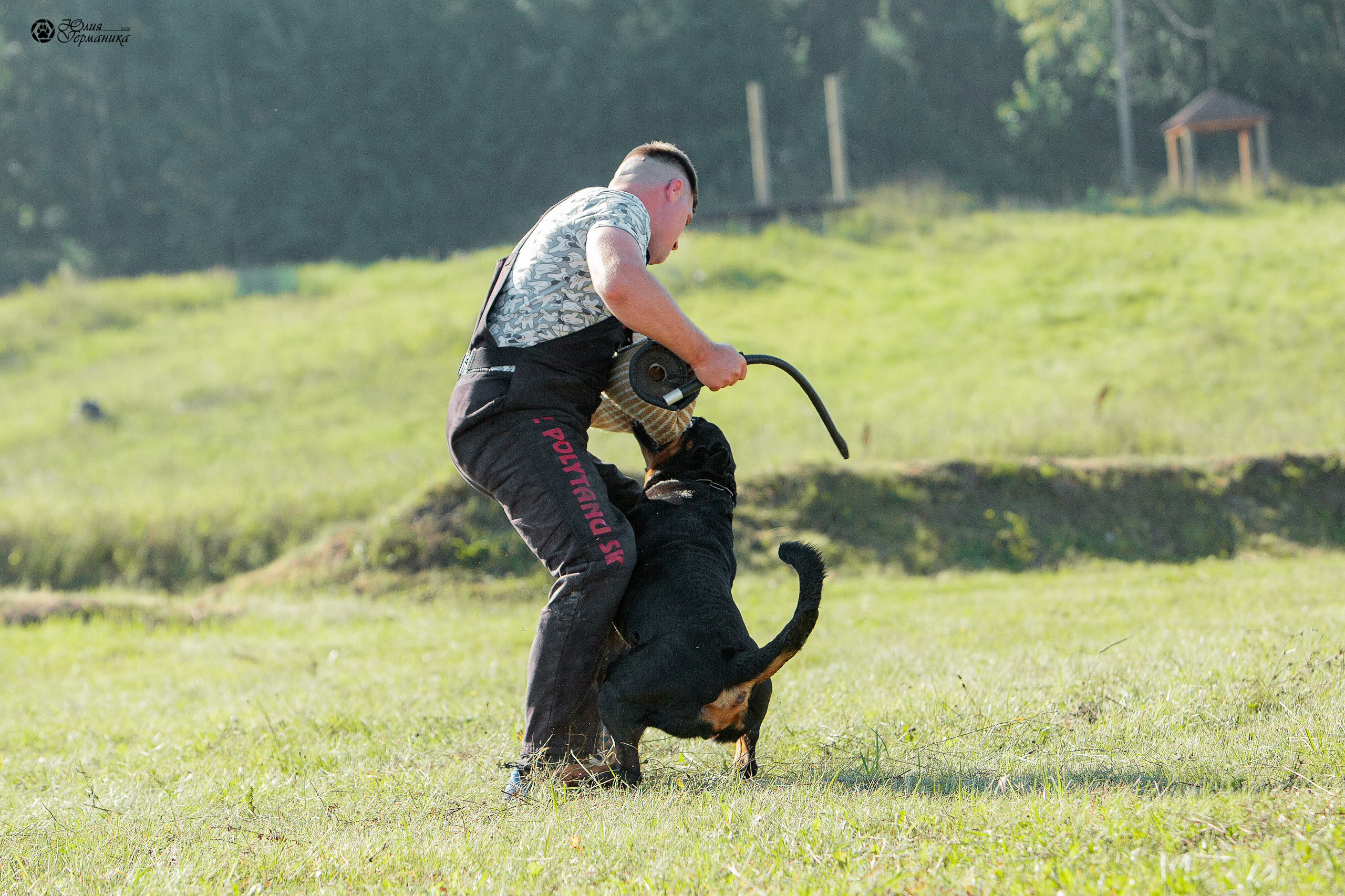 Рязань,Ховрино 14-15 августа 2021 моно ротвейлеров. Фотограф-анималист Юлия Германика