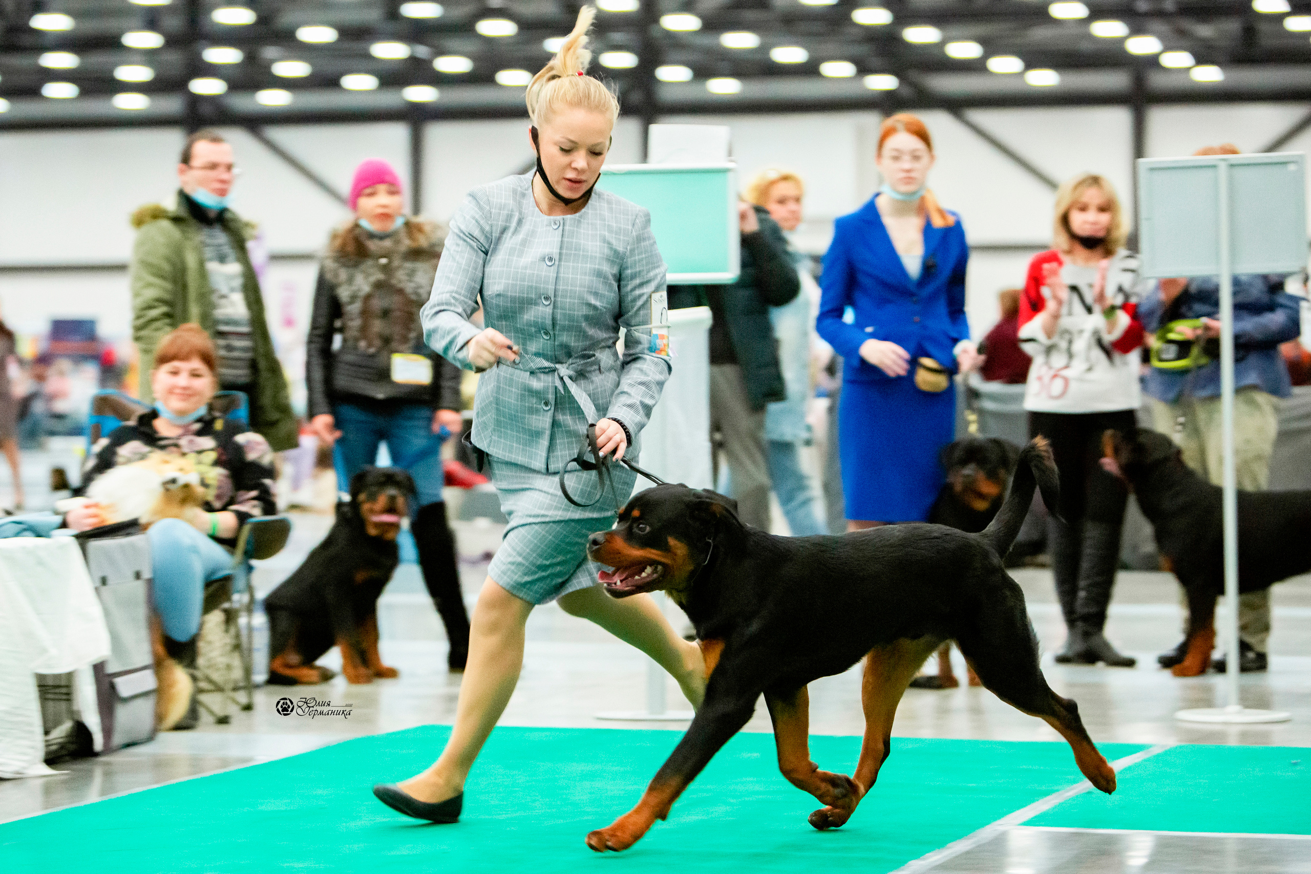 Санкт-Петербург 3хCACIB 10-12 декабря 2021. Фотограф-анималист Юлия Германика