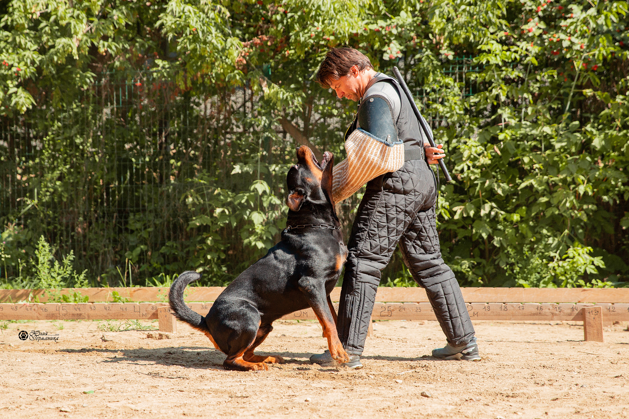 Рязань,Ховрино 14-15 августа 2021 моно ротвейлеров. Фотограф-анималист Юлия Германика