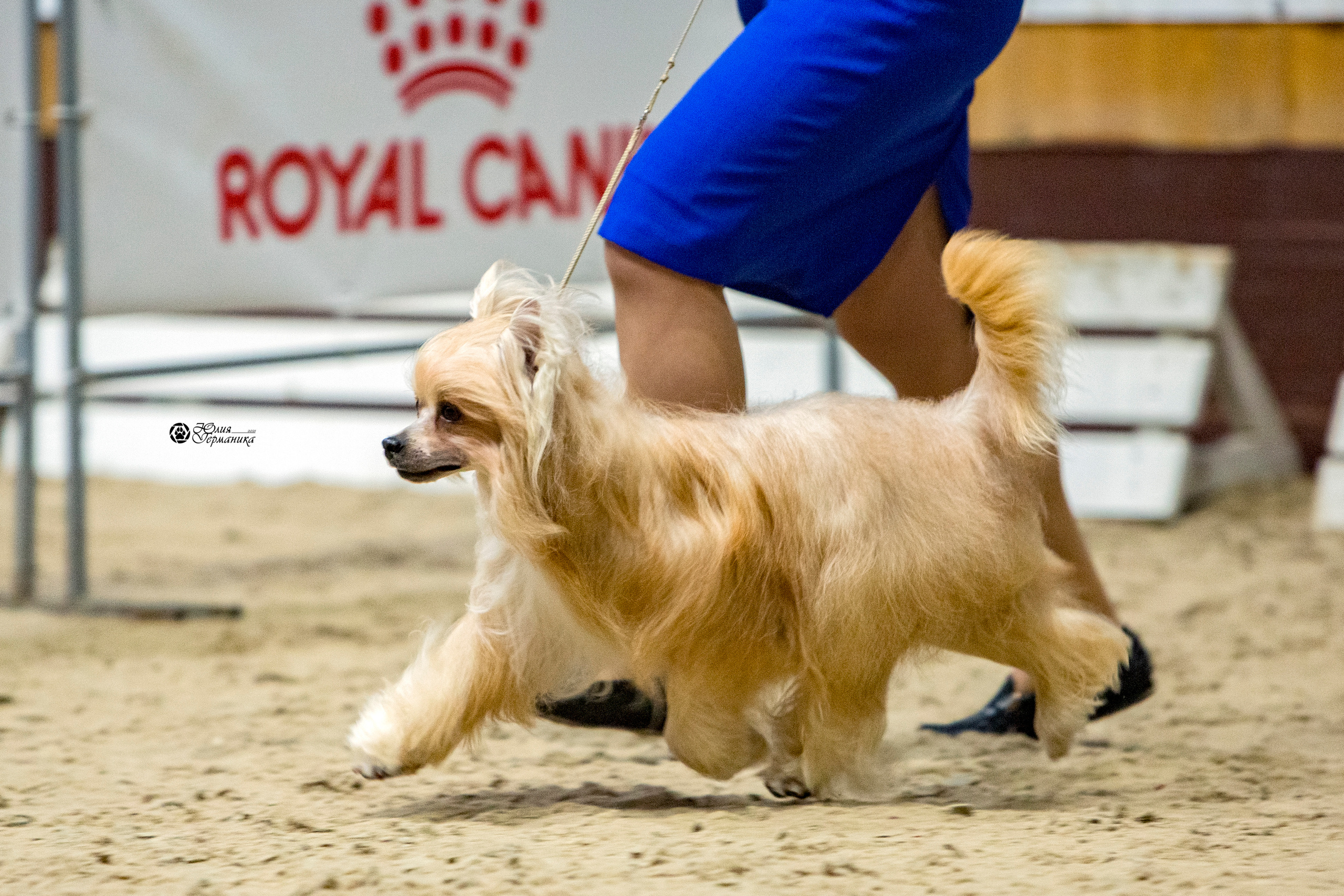 Минск 2хCACIB 27-28 ноября 2021. Фотограф-анималист Юлия Германика