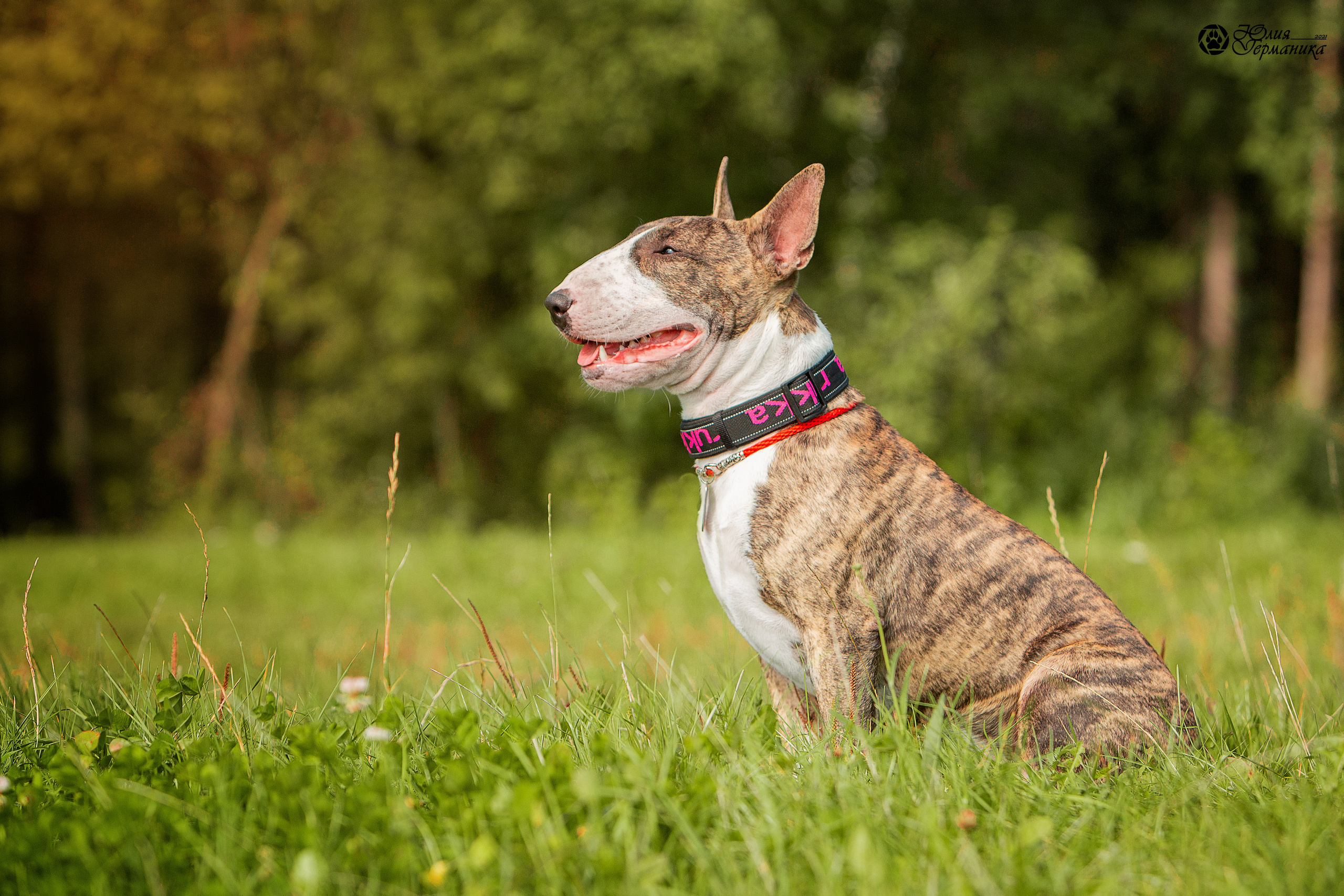 Свободная съемка. Фотограф-анималист Юлия Германика