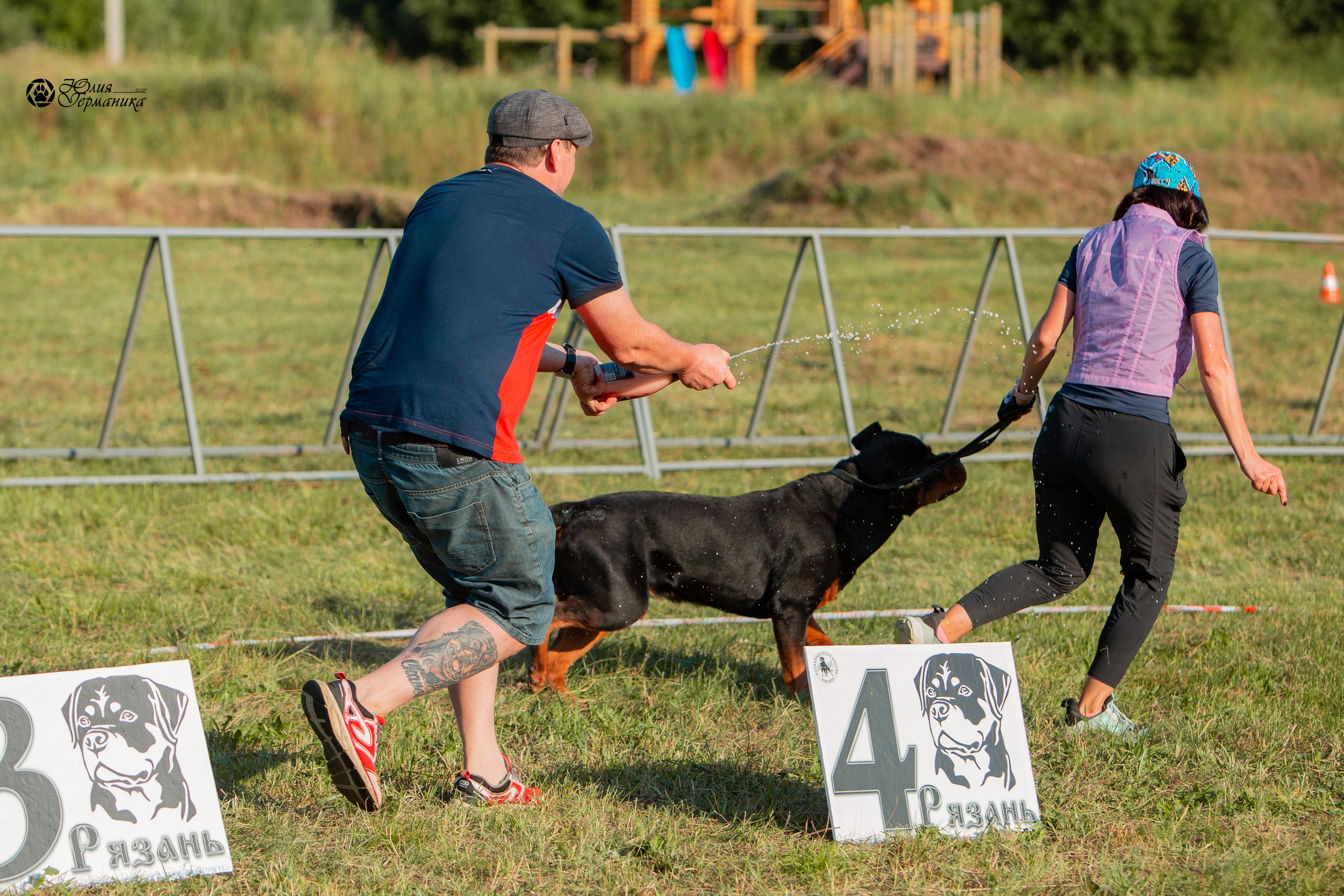 Рязань,Ховрино 14-15 августа 2021 моно ротвейлеров. Фотограф-анималист Юлия Германика