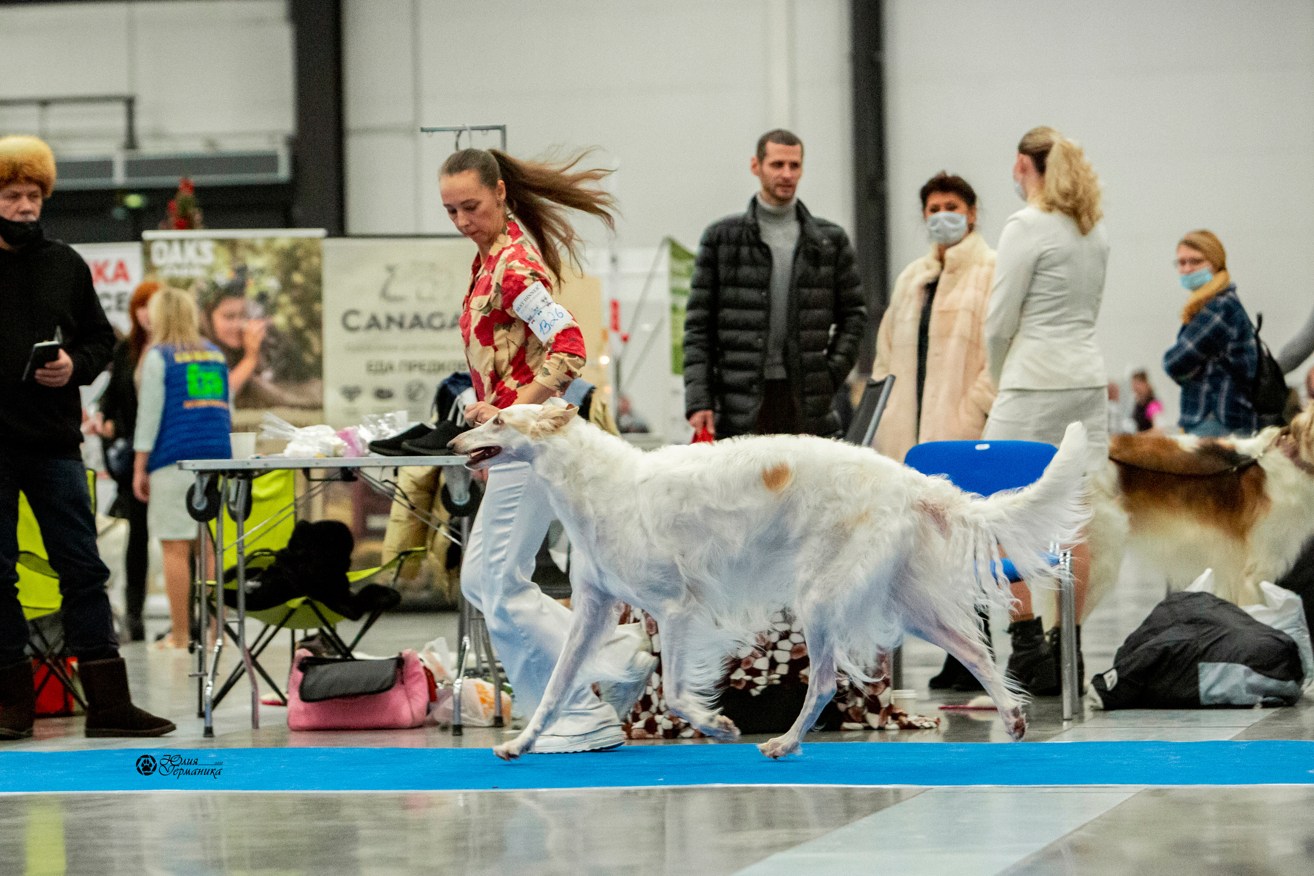 Санкт-Петербург 3хCACIB 10-12 декабря 2021. Фотограф-анималист Юлия Германика