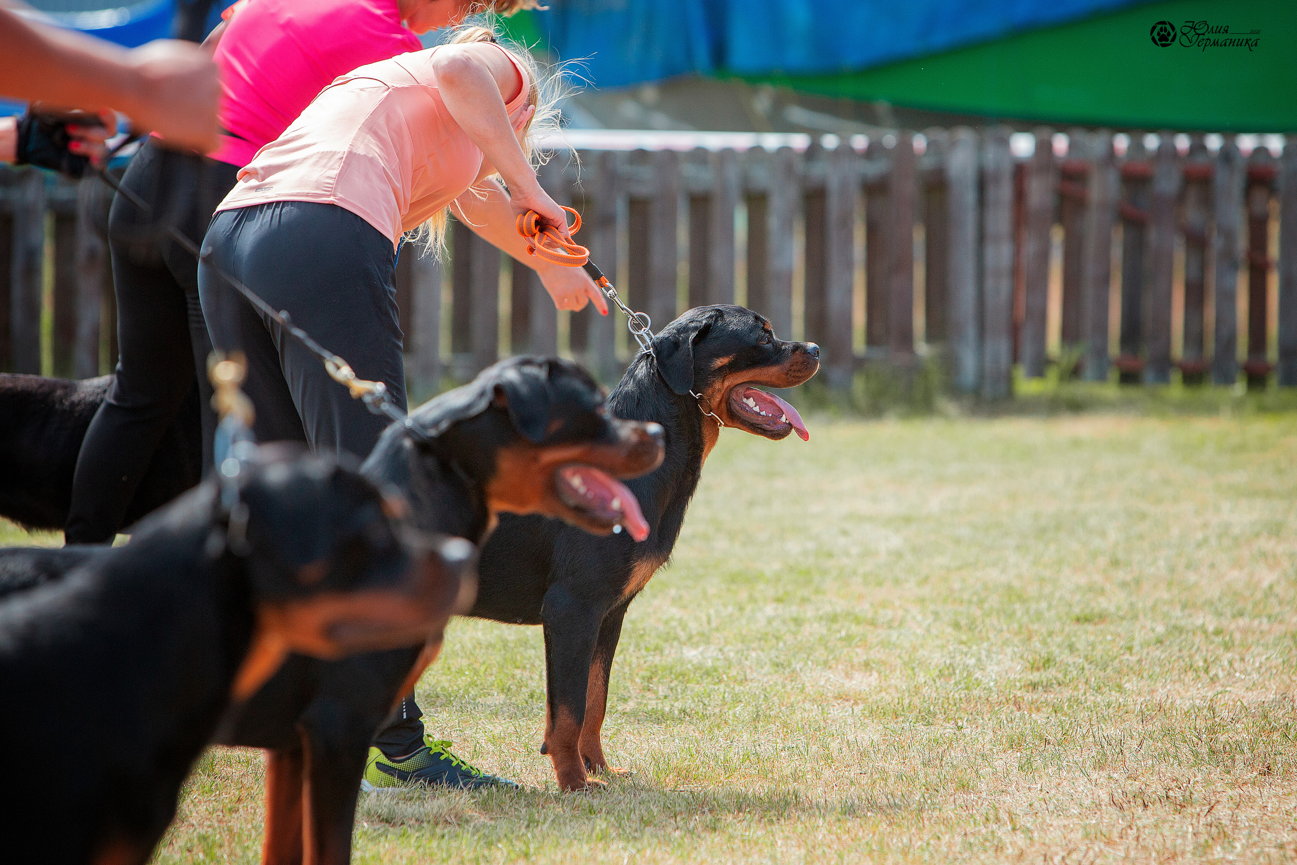 Тверь моно ротвейлеров 3-4 июля 2021. Фотограф-анималист Юлия Германика