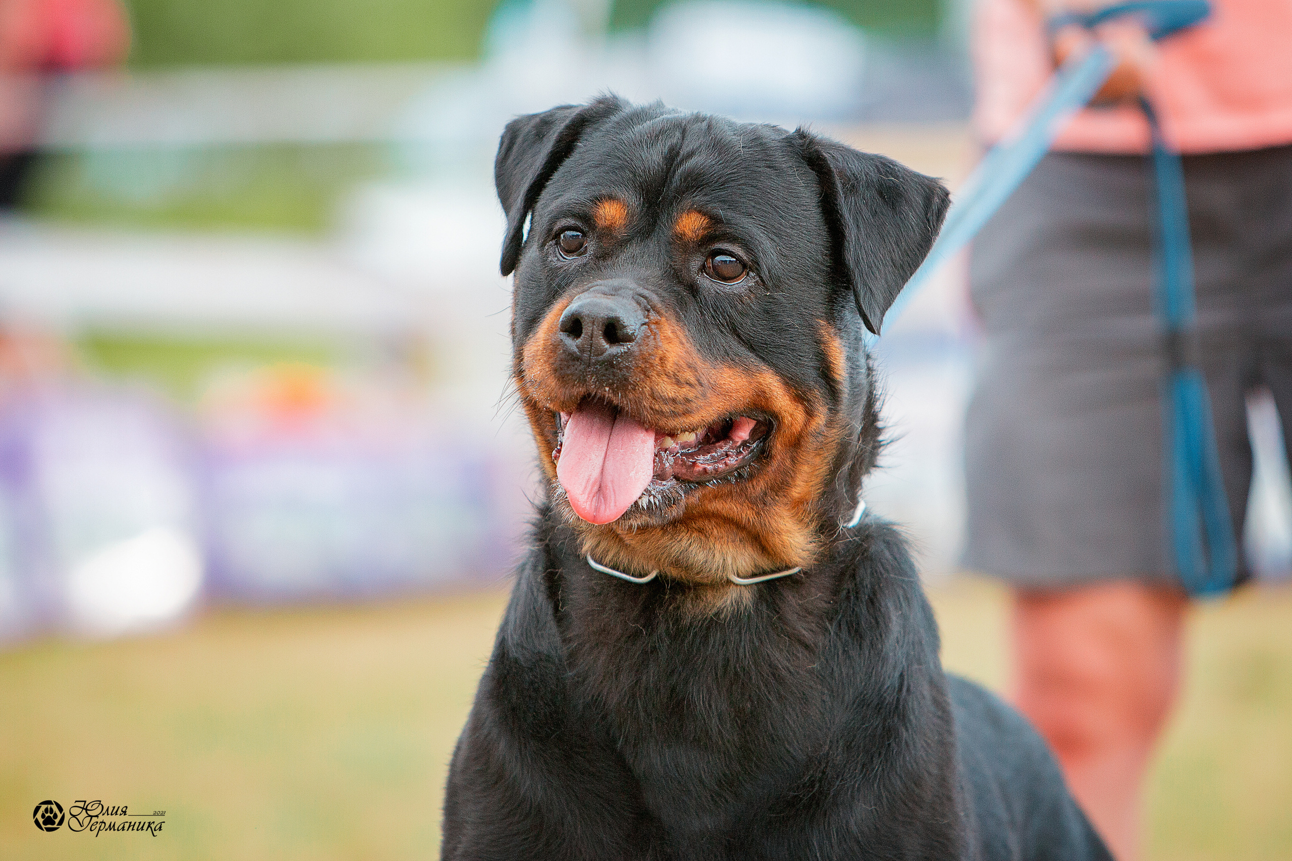 Тверь моно ротвейлеров 3-4 июля 2021. Фотограф-анималист Юлия Германика