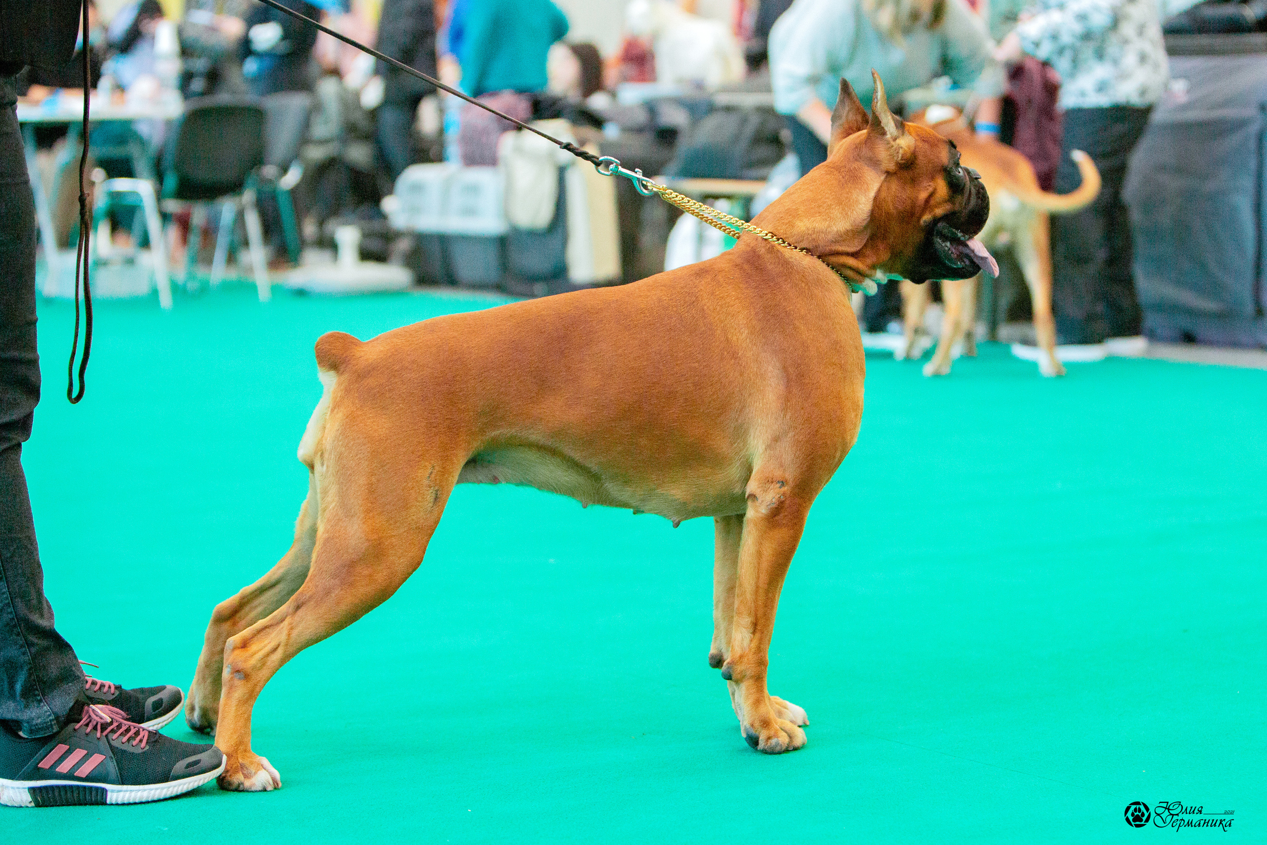 Нижний Новгород 3хCACIB 15-17 октября 2021. Фотограф-анималист Юлия Германика