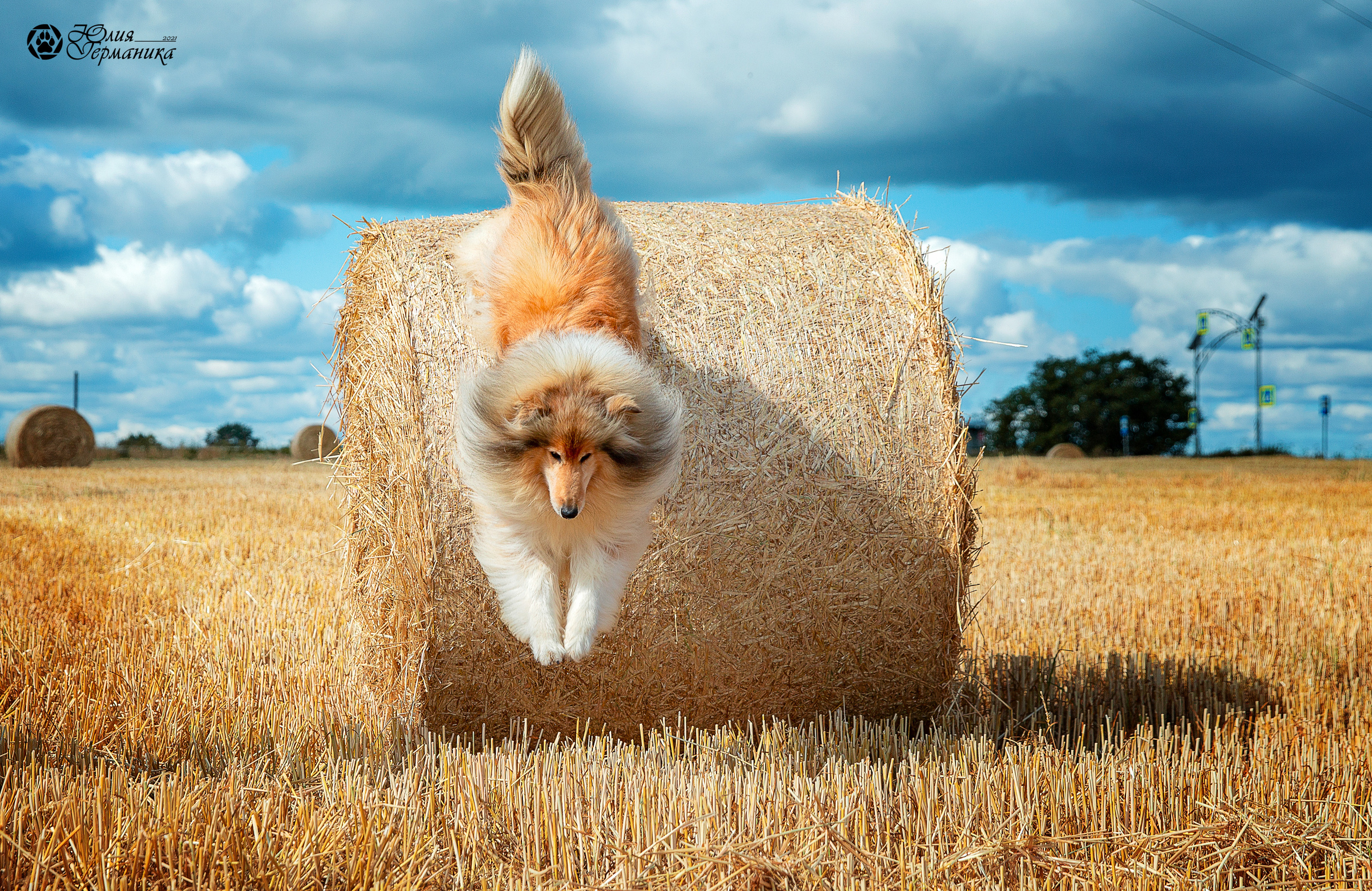 Свободная съемка. Фотограф-анималист Юлия Германика