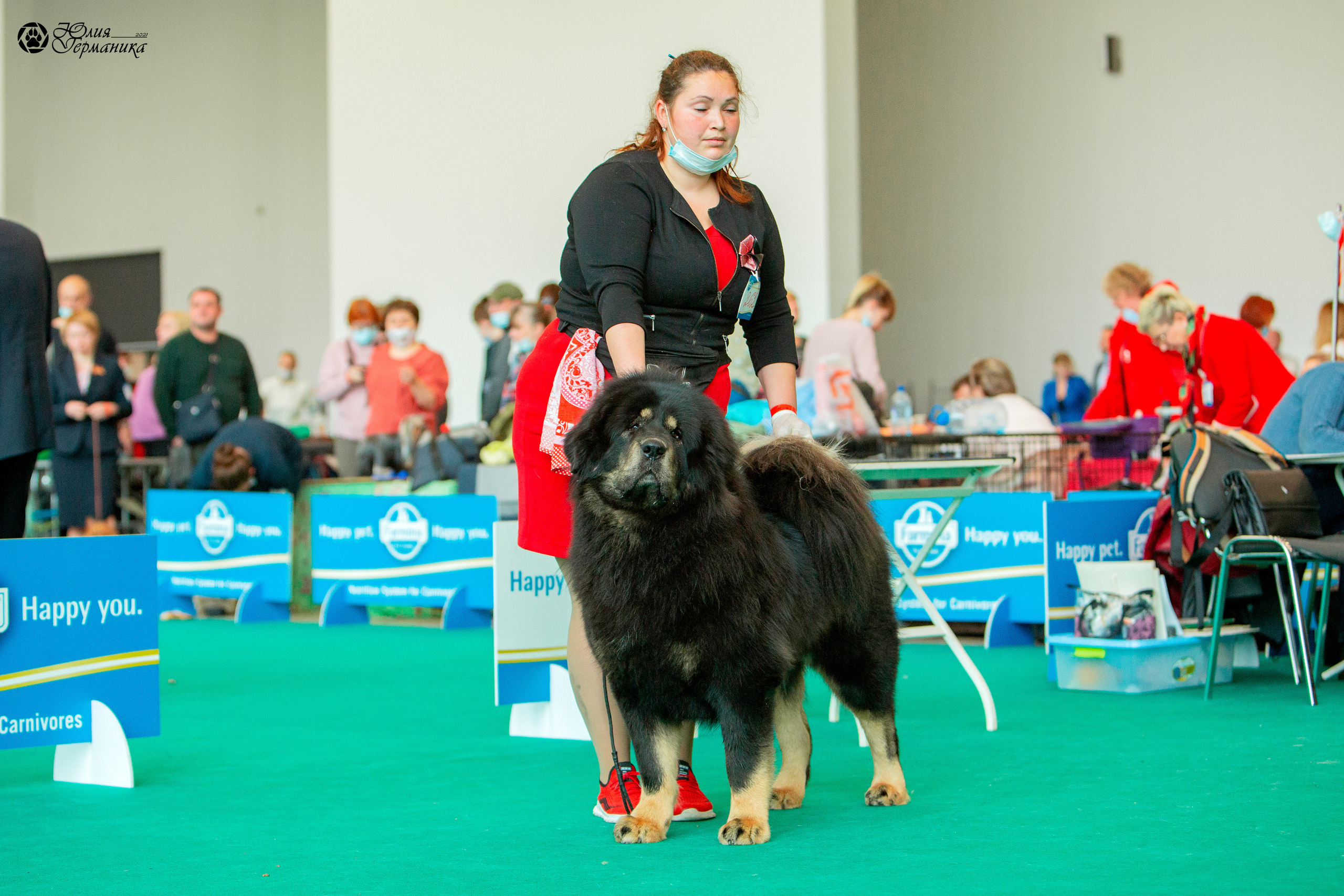 Нижний Новгород 3хCACIB 15-17 октября 2021. Фотограф-анималист Юлия Германика
