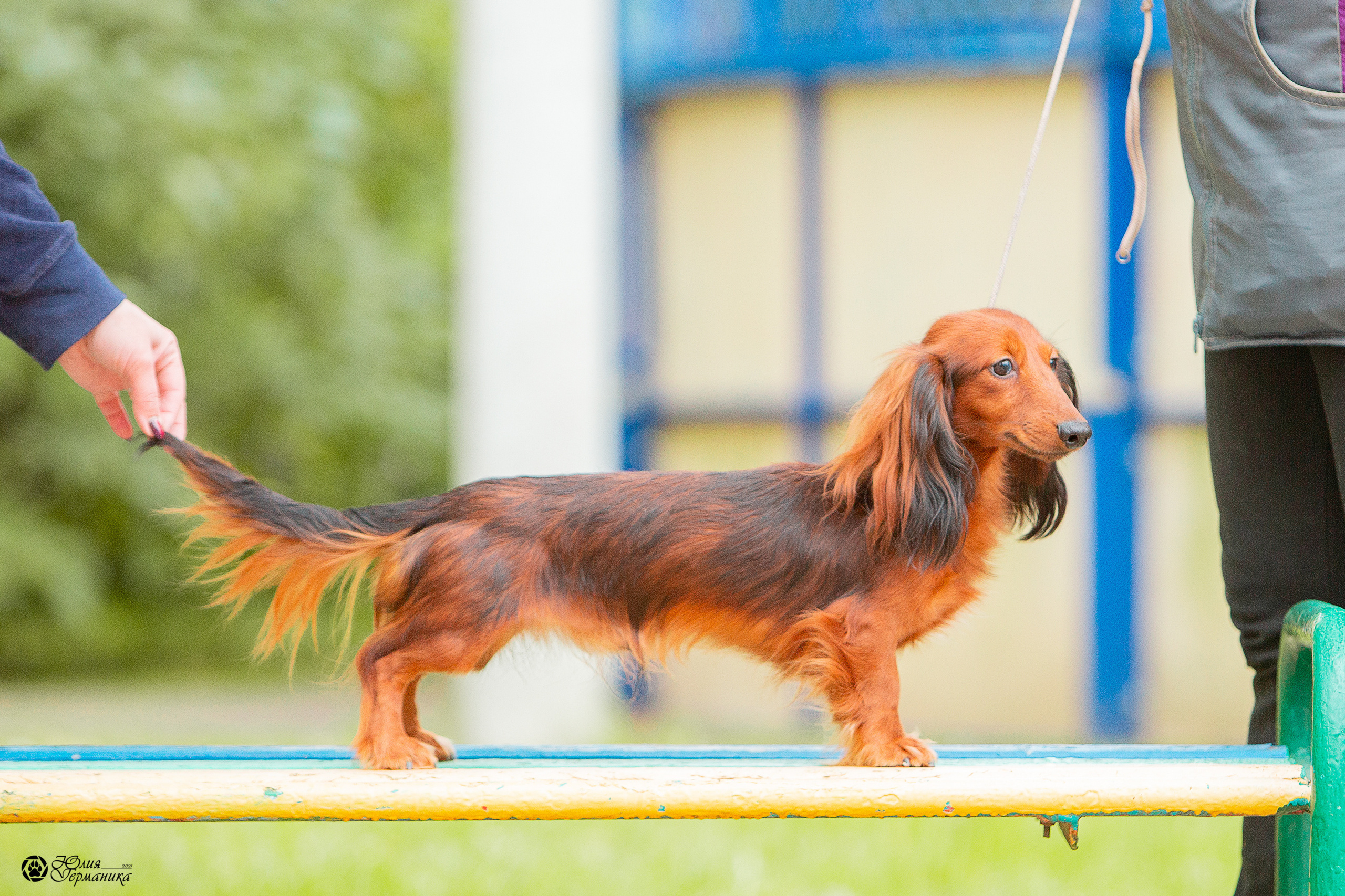 Свободная съемка. Фотограф-анималист Юлия Германика