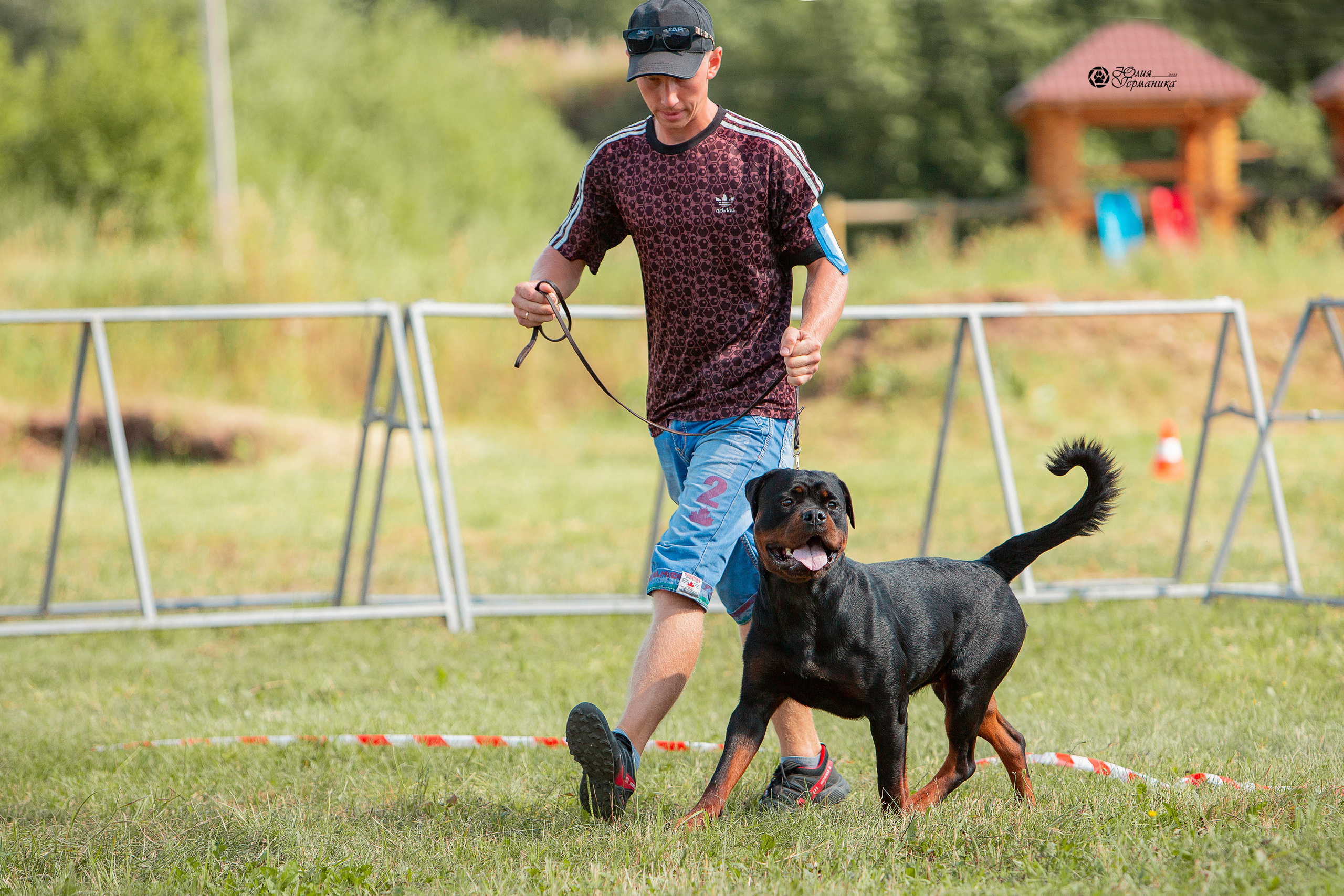 Рязань,Ховрино 14-15 августа 2021 моно ротвейлеров. Фотограф-анималист Юлия Германика