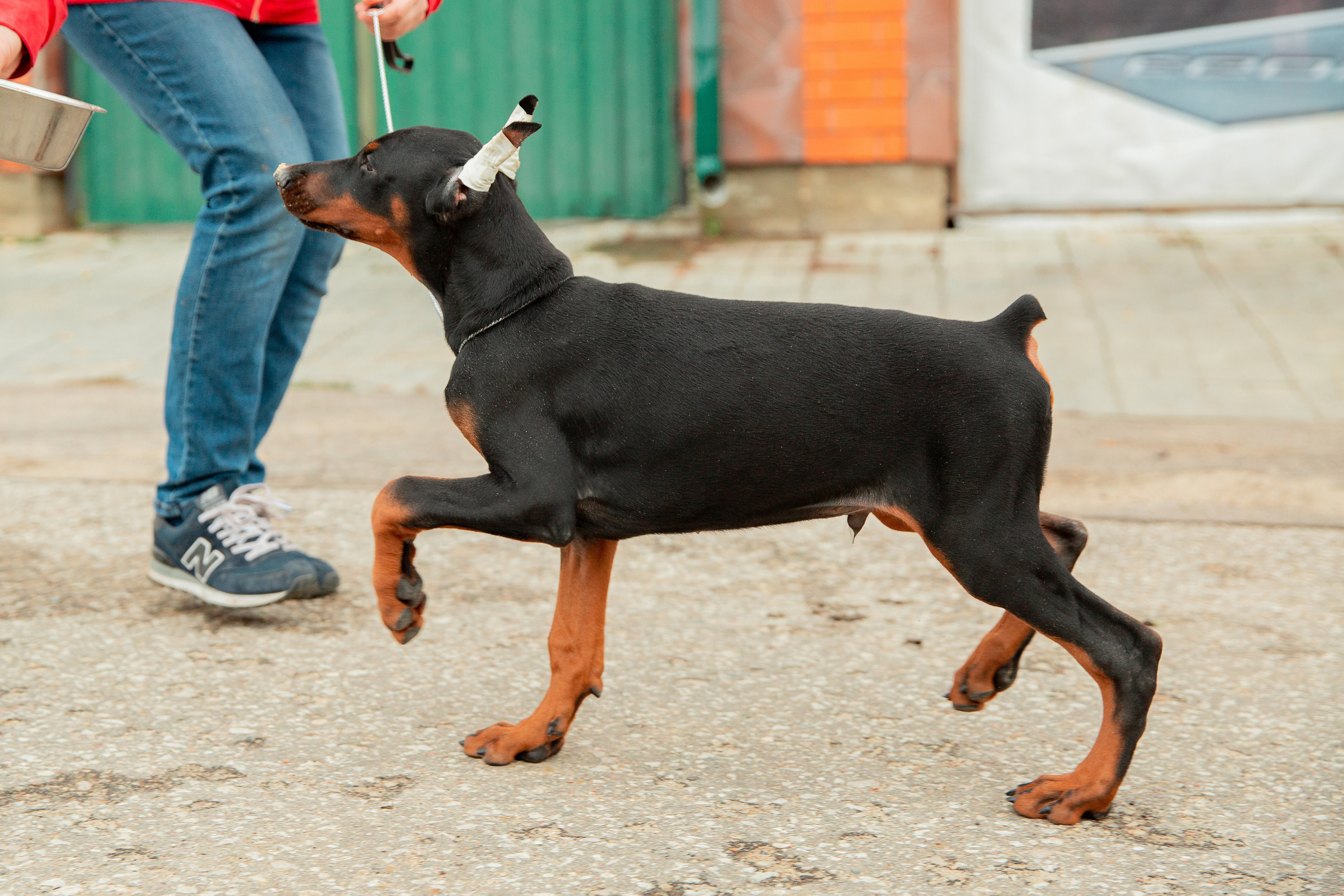 Съёмки щенков и котят. Фотограф-анималист Юлия Германика