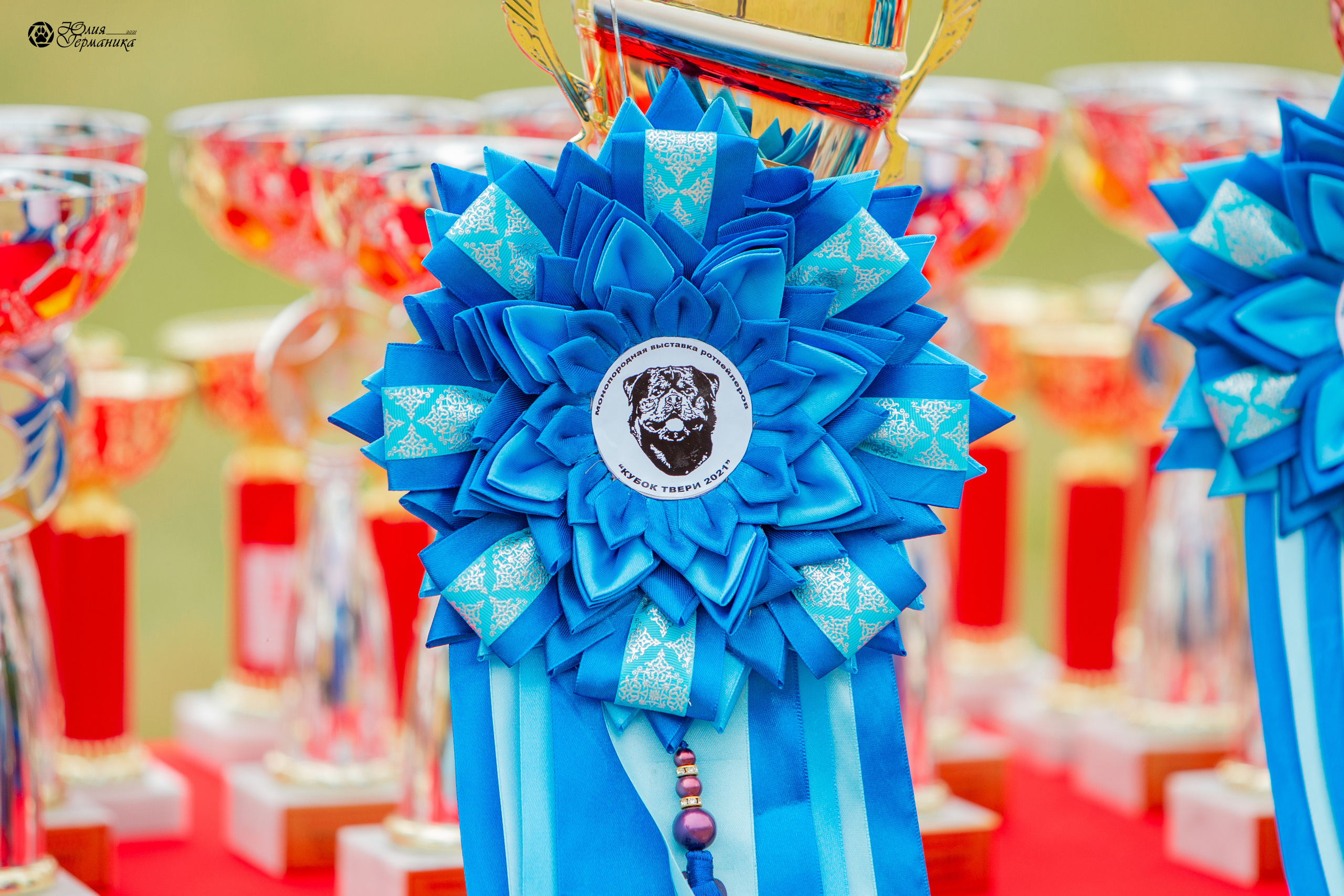 Тверь моно ротвейлеров 3-4 июля 2021. Фотограф-анималист Юлия Германика