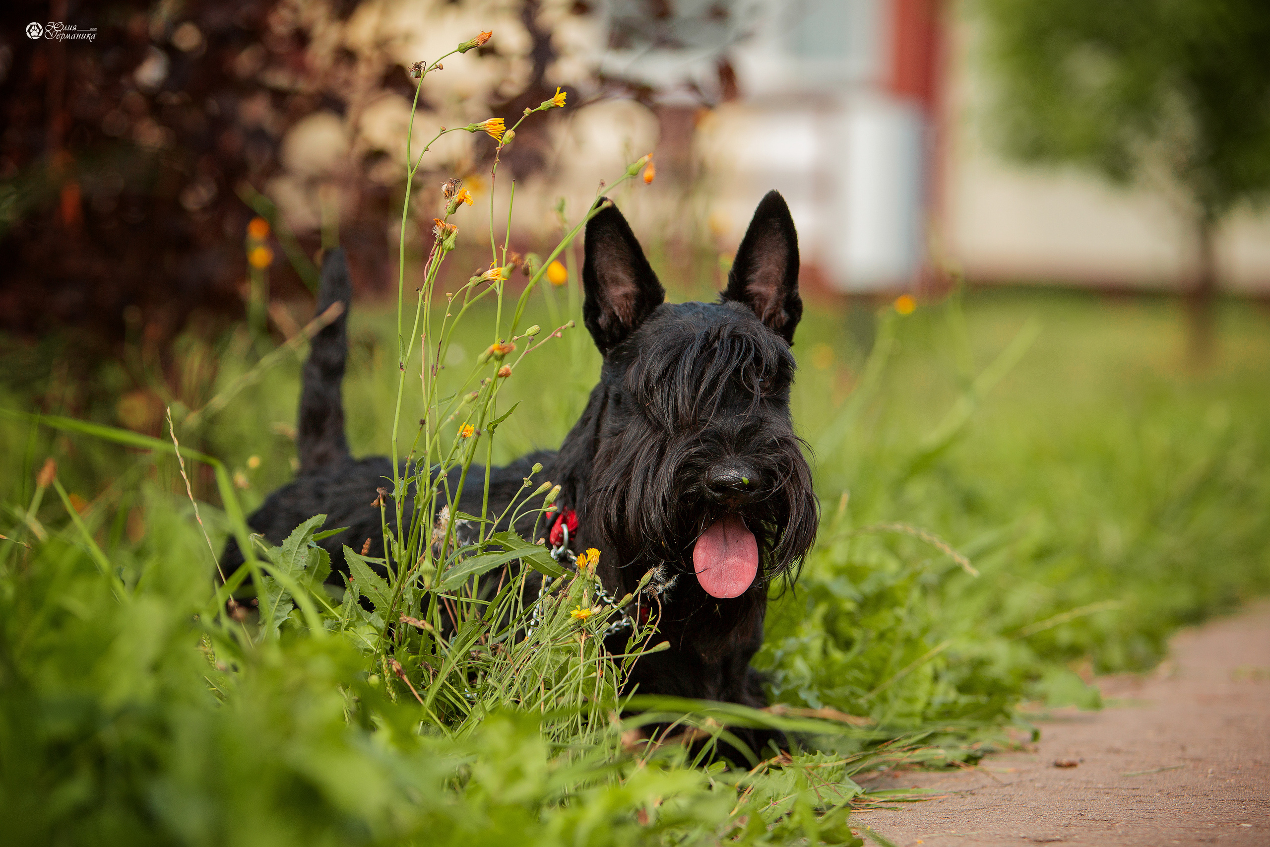 Свободная съемка. Фотограф-анималист Юлия Германика