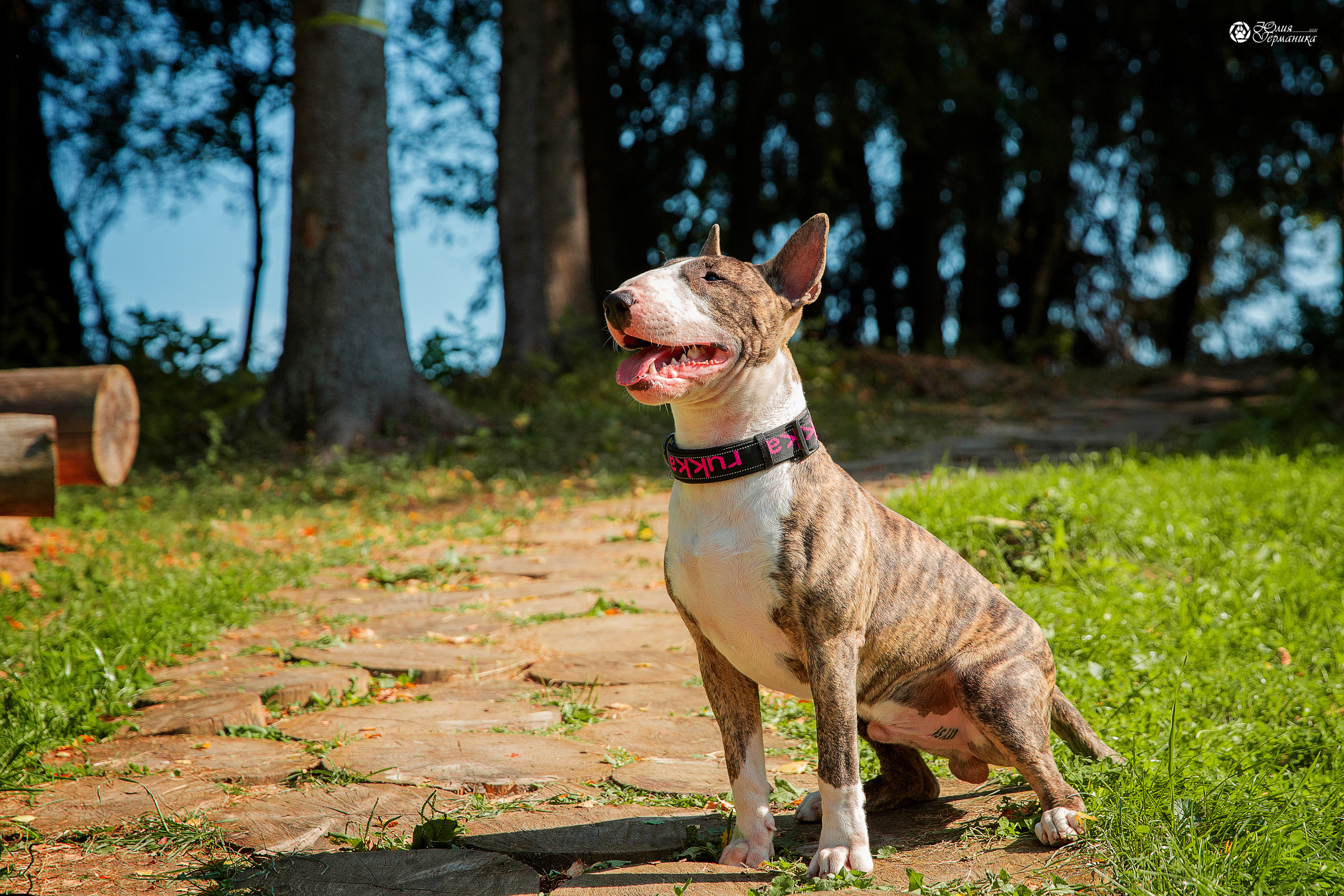 Свободная съемка. Фотограф-анималист Юлия Германика