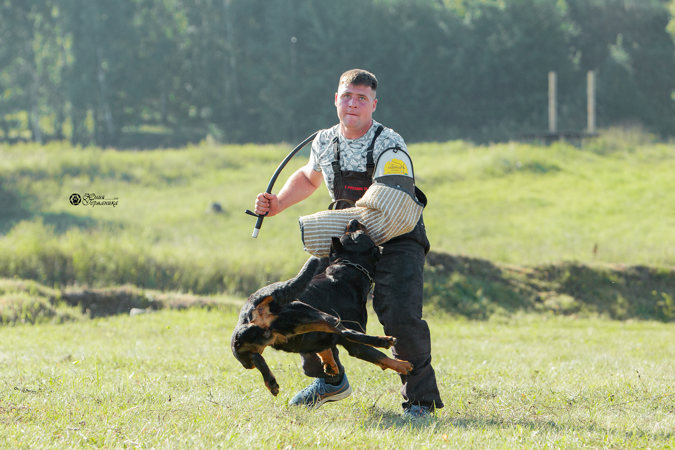 Рязань,Ховрино 14-15 августа 2021 моно ротвейлеров. Фотограф-анималист Юлия Германика