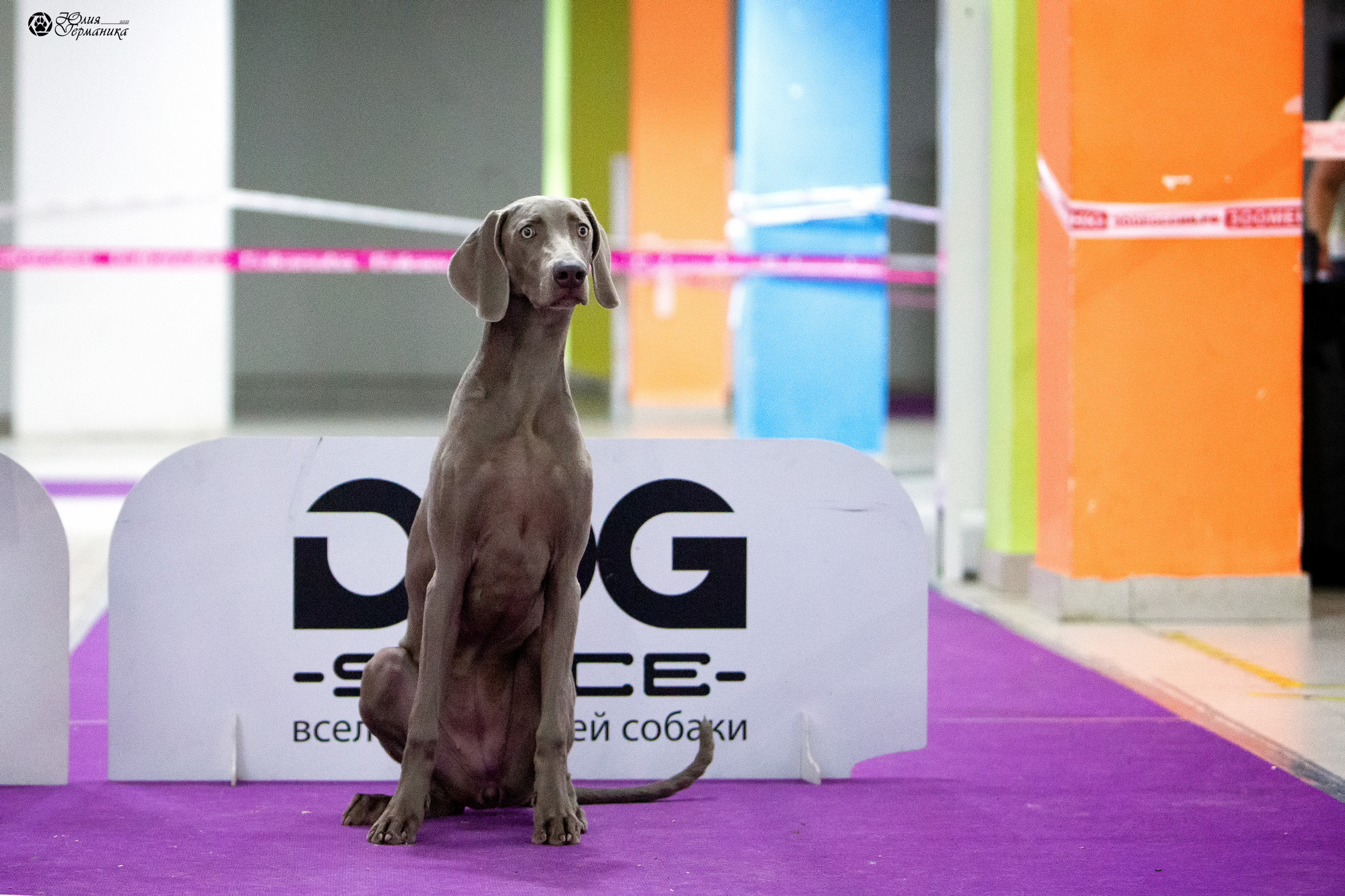 Чайна-Таун 2021. Фотограф-анималист Юлия Германика