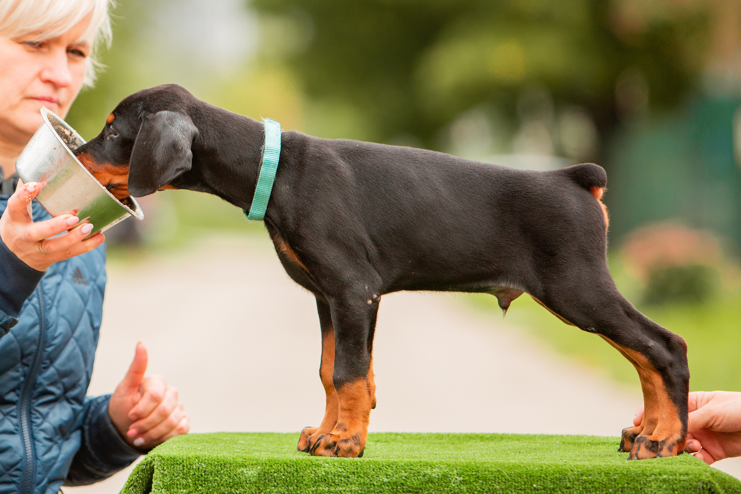 Съёмки щенков и котят. Фотограф-анималист Юлия Германика