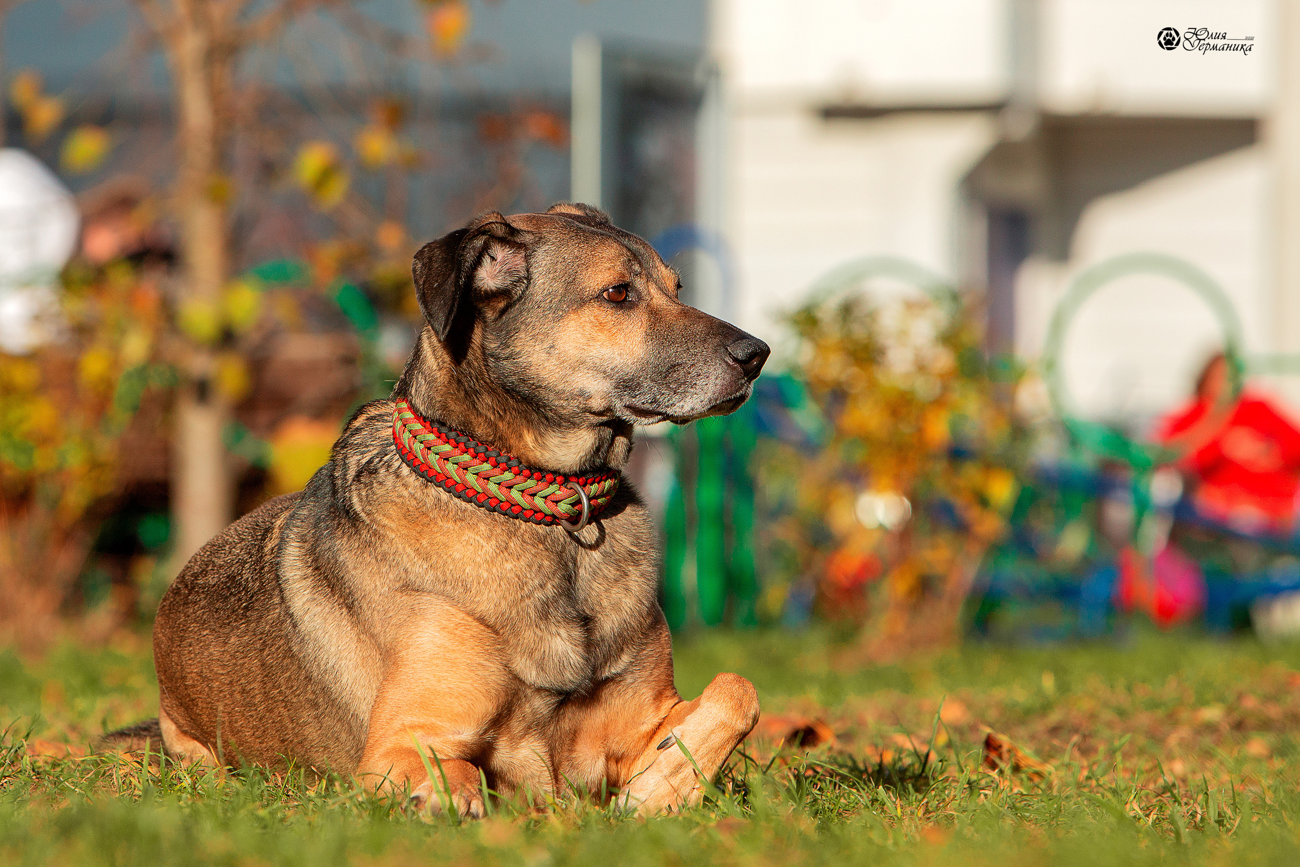 Свободная съемка. Фотограф-анималист Юлия Германика