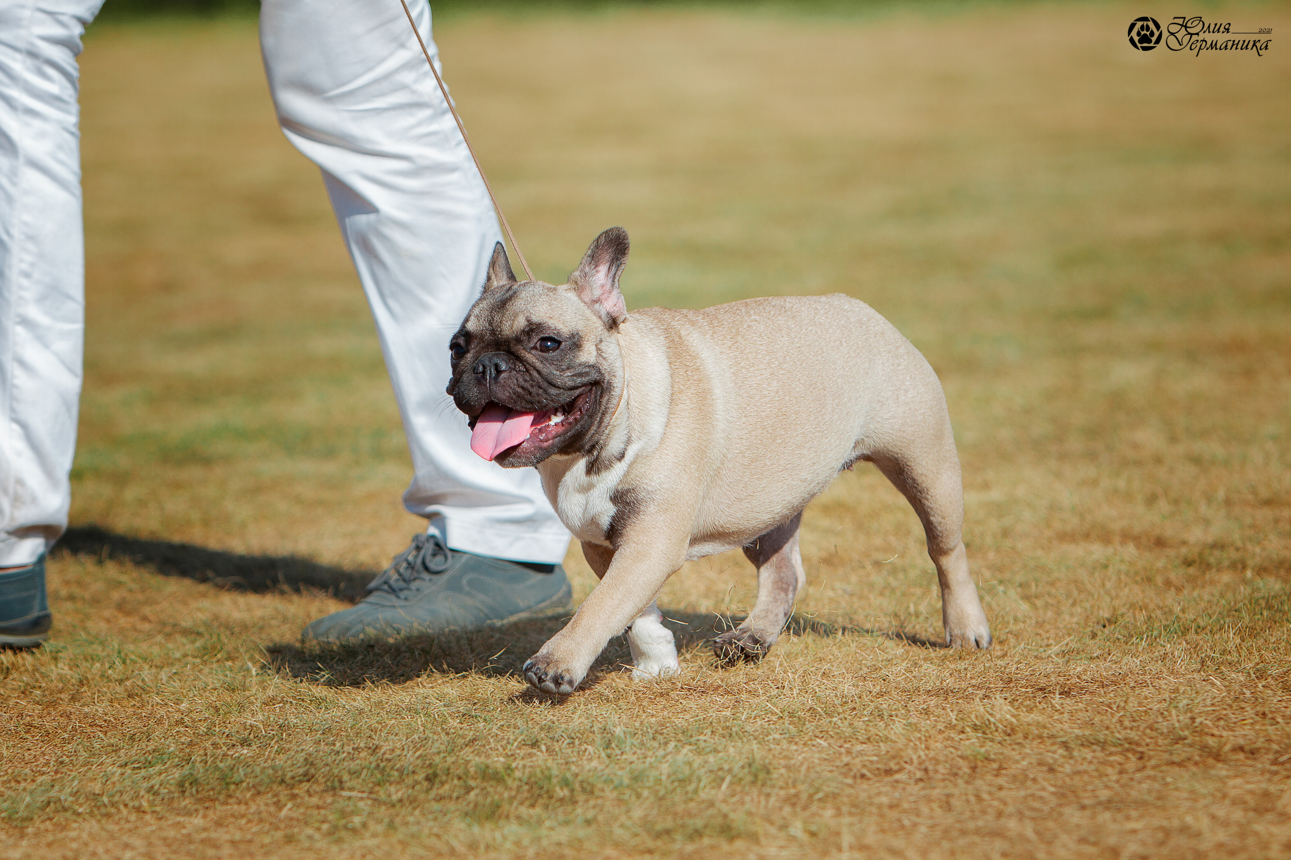 Ярославль CACIB 18 июля 2021. Фотограф-анималист Юлия Германика