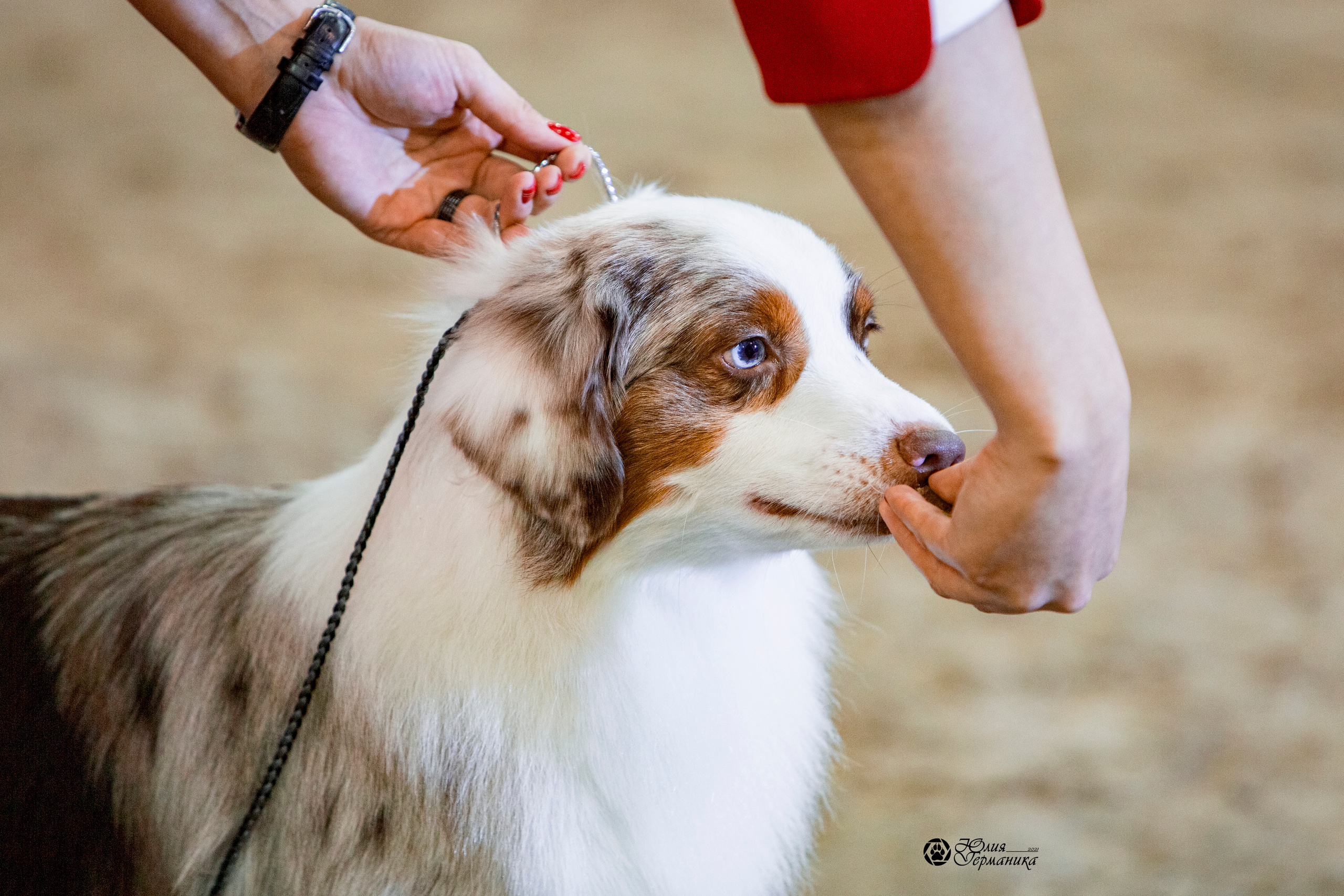 Минск 2хCACIB 27-28 ноября 2021. Фотограф-анималист Юлия Германика