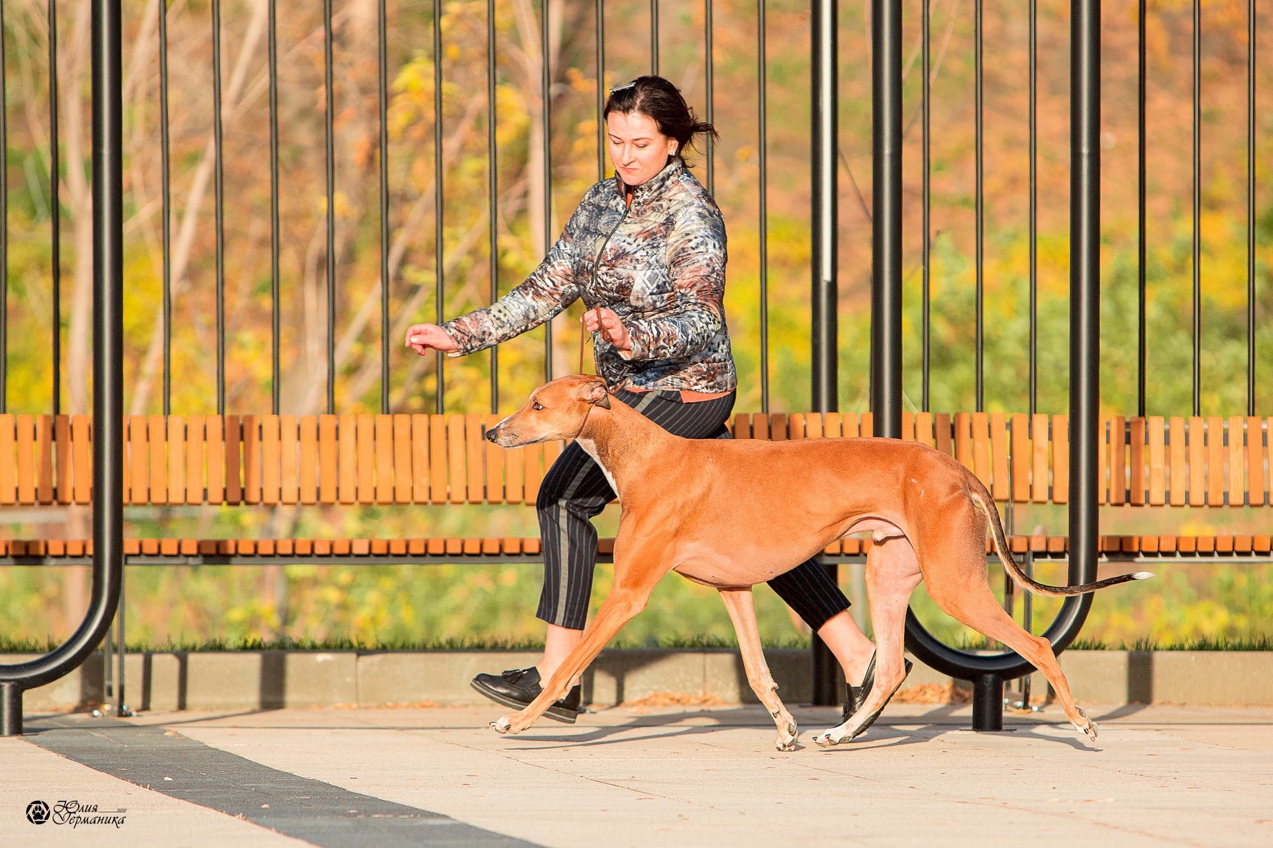 Нижний Новгород 3хCACIB 15-17 октября 2021. Фотограф-анималист Юлия Германика
