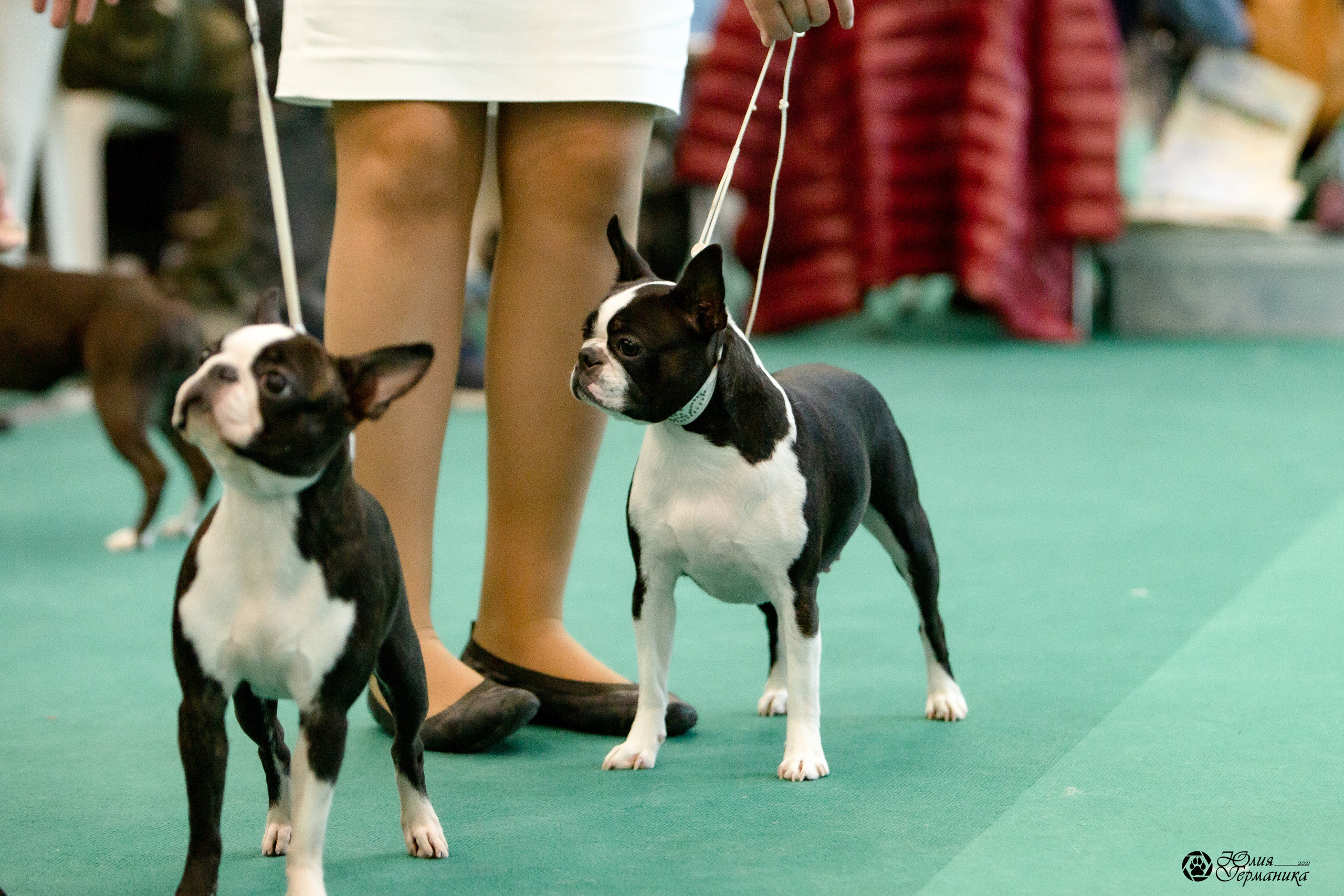 Нижний Новгород 3хCACIB 15-17 октября 2021. Фотограф-анималист Юлия Германика