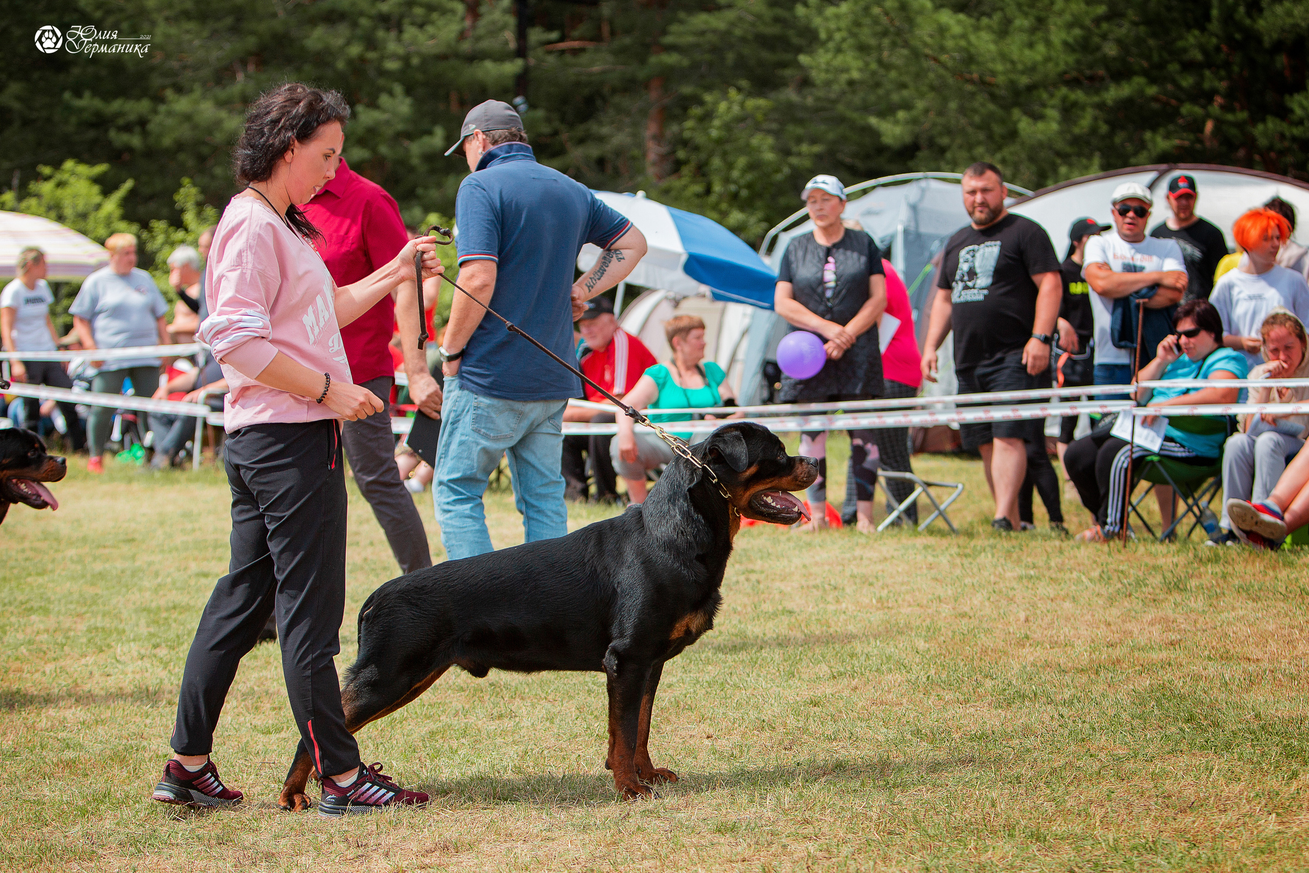 Тверь моно ротвейлеров 3-4 июля 2021. Фотограф-анималист Юлия Германика