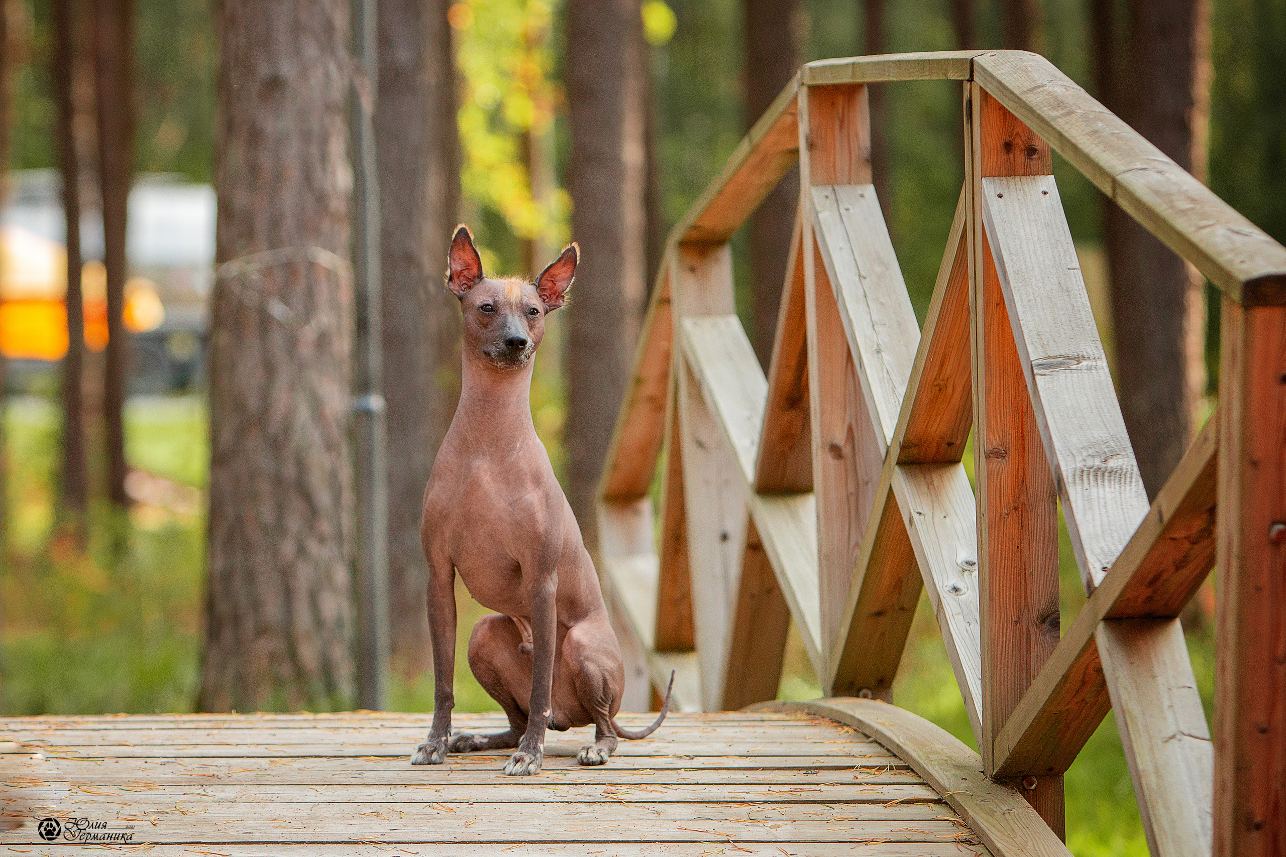 Свободная съемка. Фотограф-анималист Юлия Германика