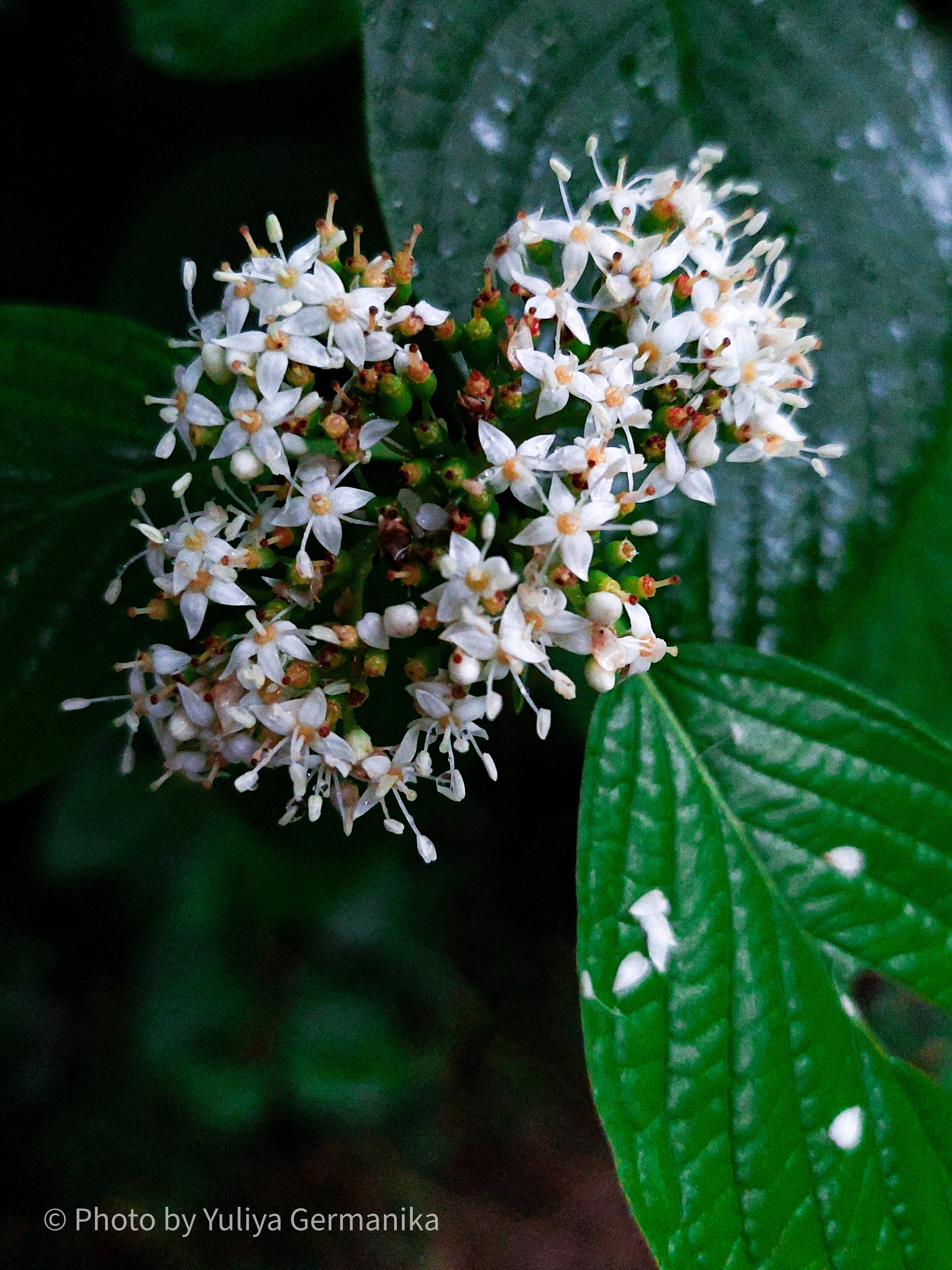 Разные фото на телефон.Города,природа. Фотограф-анималист Юлия Германика