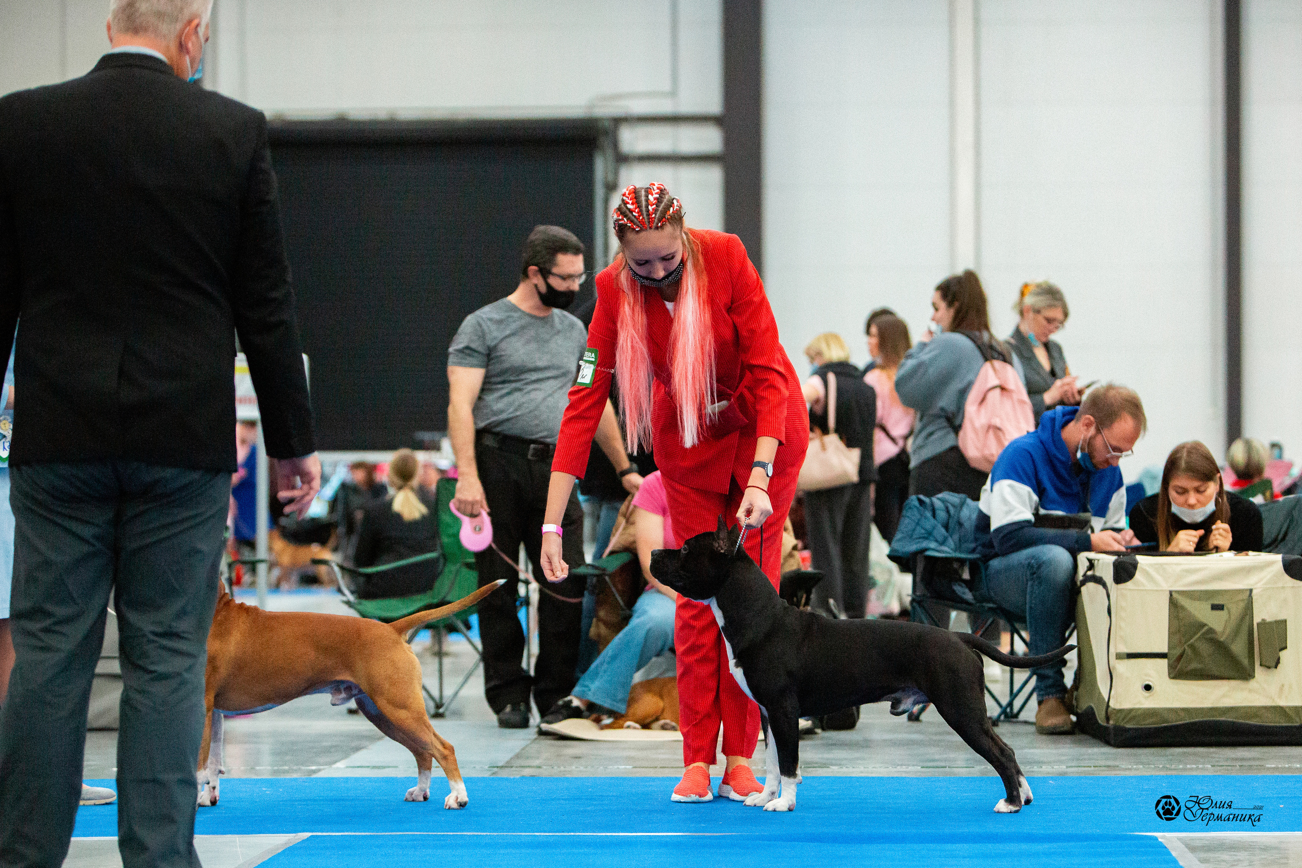 Питер 4 CACIB 22-25 октября 2021. Фотограф-анималист Юлия Германика