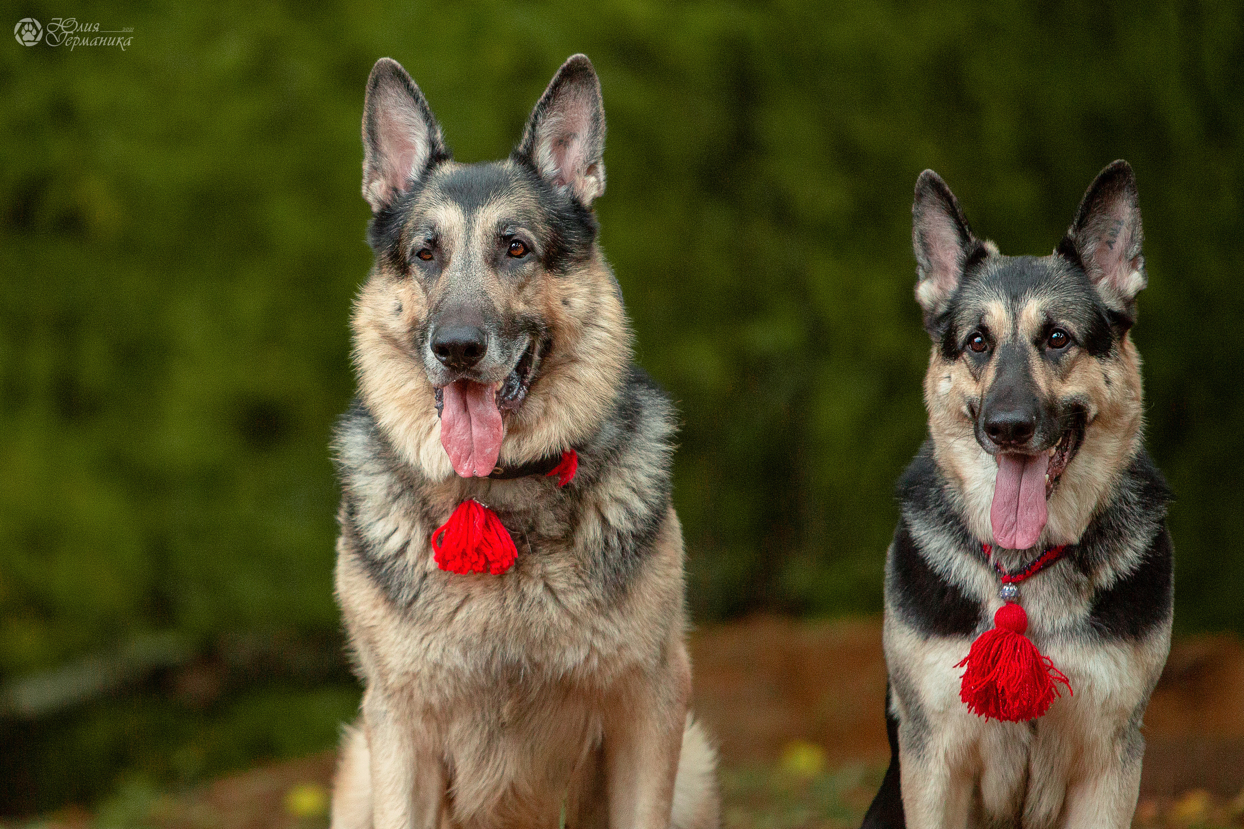 Свободная съемка. Фотограф-анималист Юлия Германика