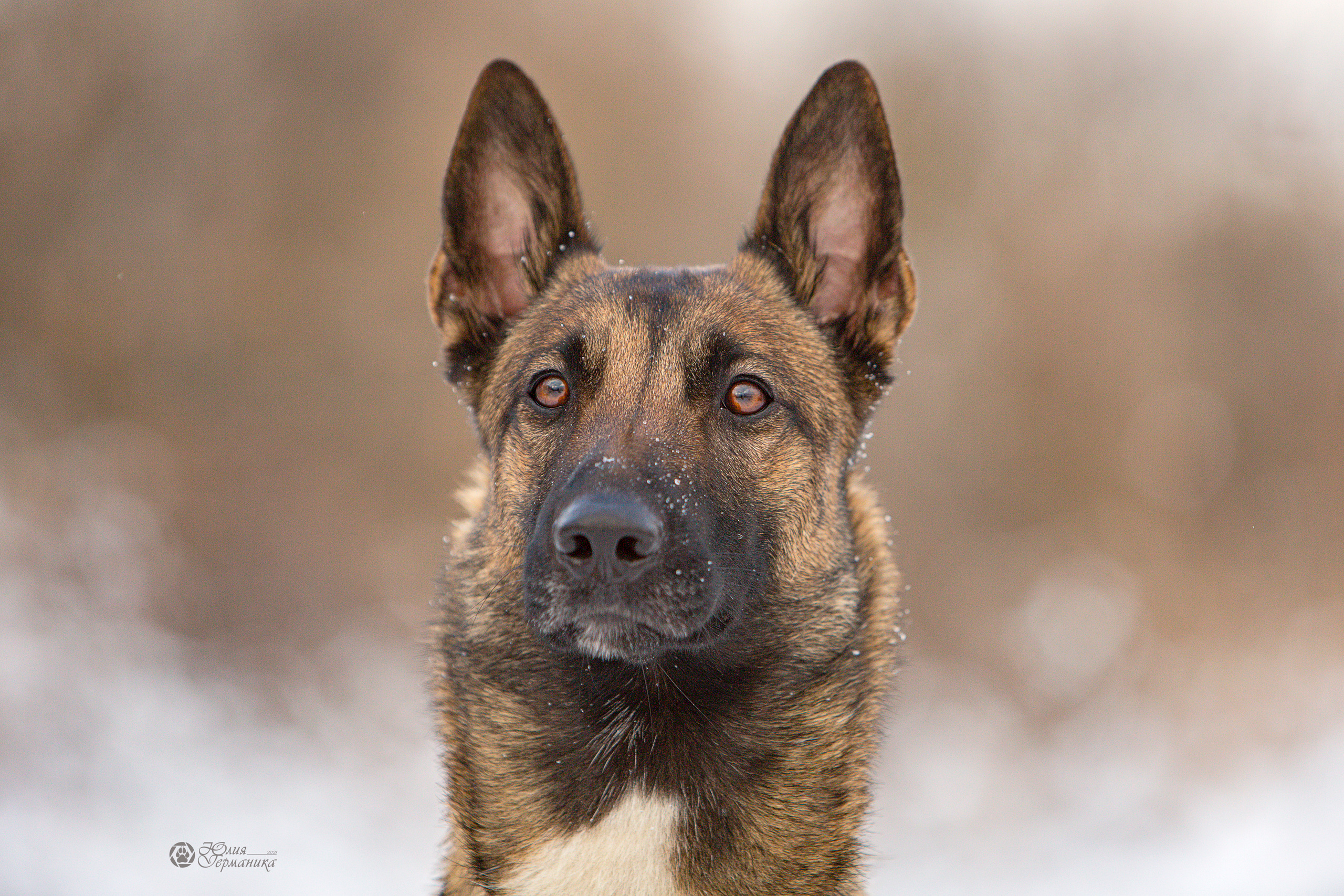 Свободная съемка. Фотограф-анималист Юлия Германика