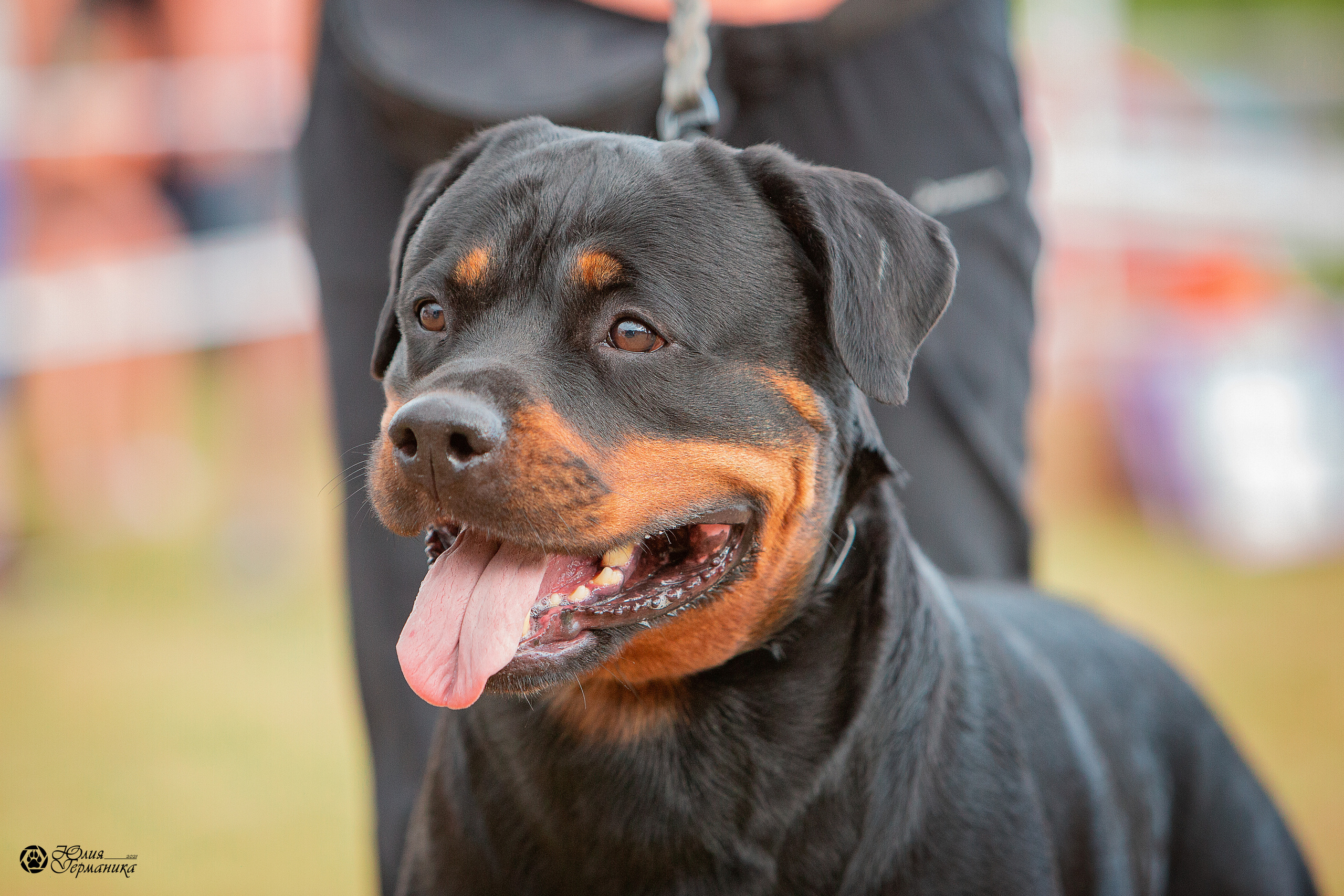 Тверь моно ротвейлеров 3-4 июля 2021. Фотограф-анималист Юлия Германика