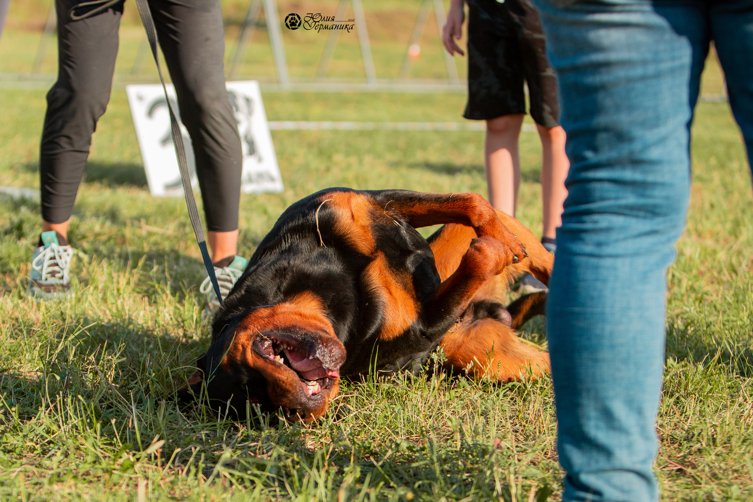 Рязань,Ховрино 14-15 августа 2021 моно ротвейлеров. Фотограф-анималист Юлия Германика